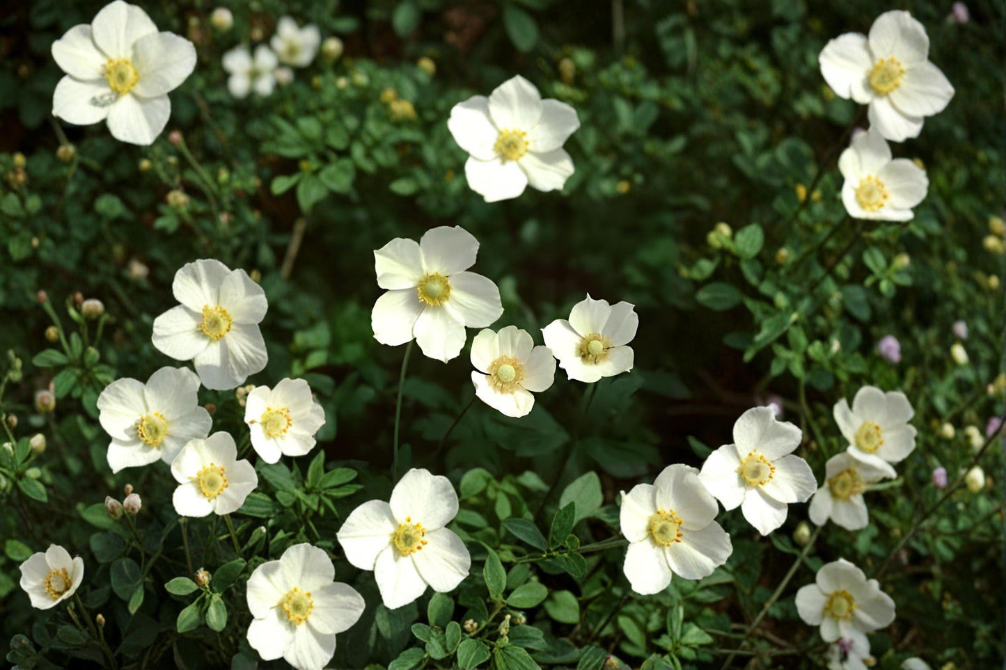 Canada Anemone Seeds (25) | Hardy Native Perennial with White Blooms | Anemone canadensis | Ideal for Pollinator Gardens