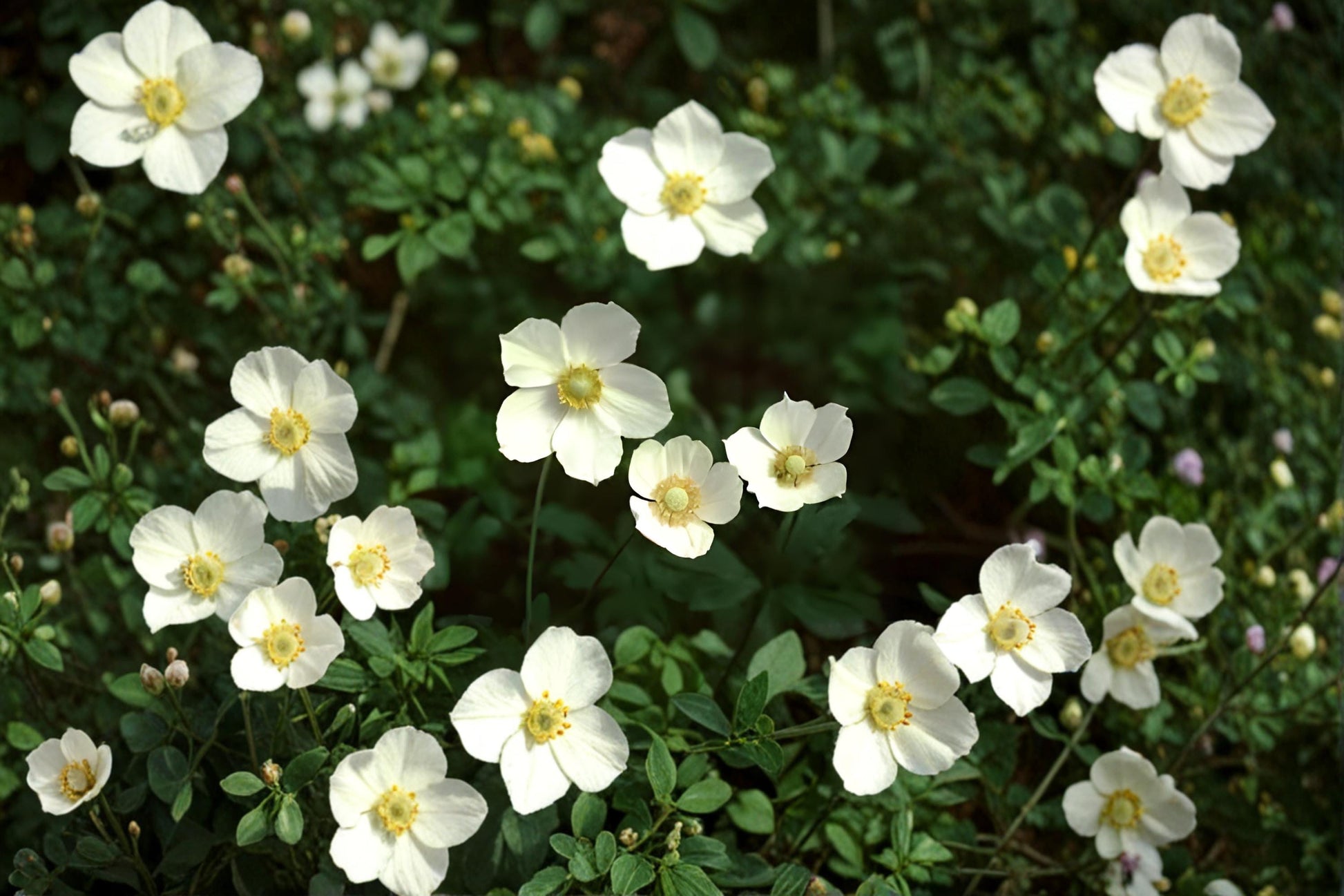 Canada Anemone Seeds (25) | Hardy Native Perennial with White Blooms | Anemone canadensis | Ideal for Pollinator Gardens