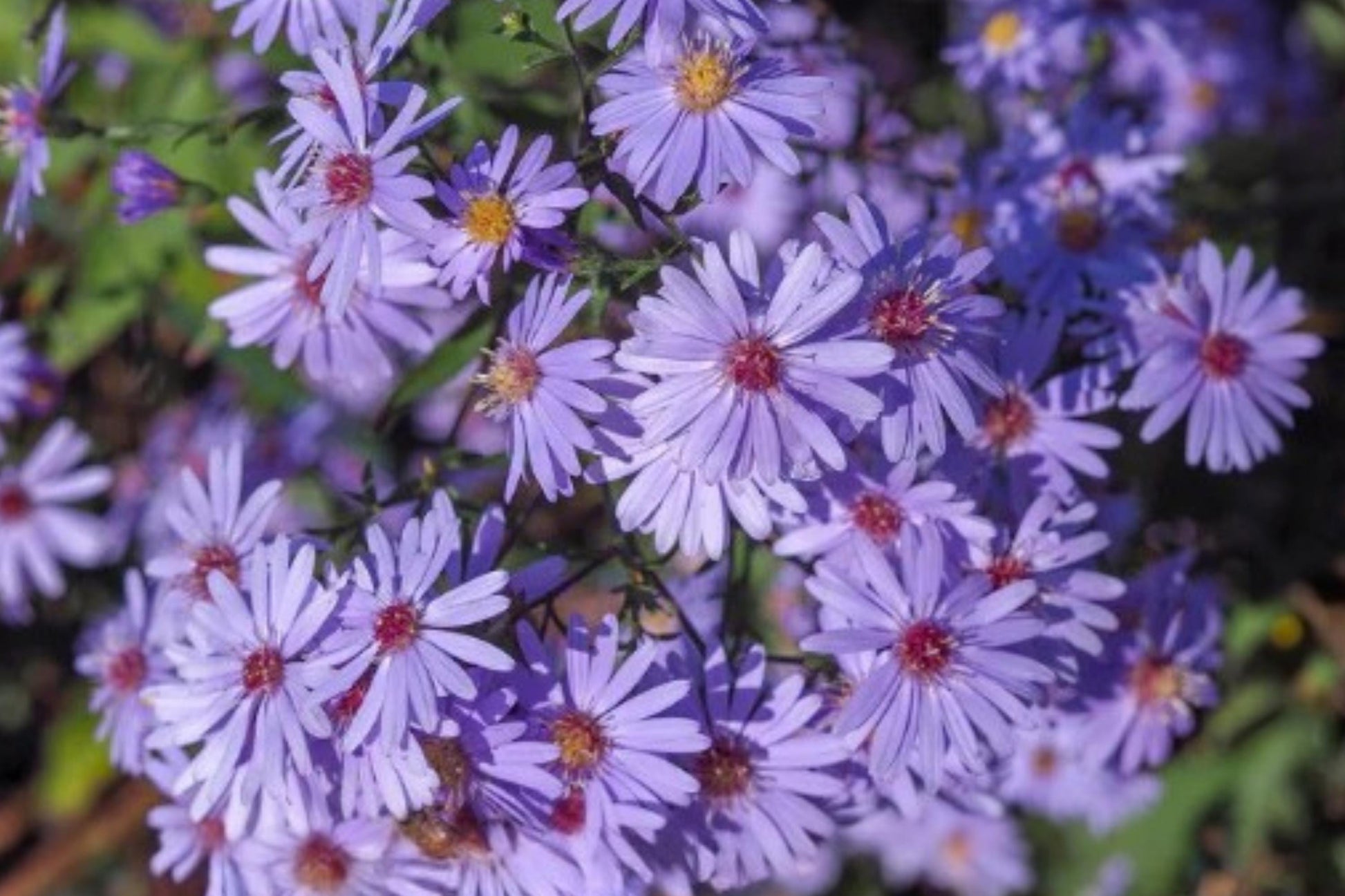 Heart-leaved Aster Seeds (500) | Hardy Native Perennial | Lavender-Blue Blooms | Symphyotrichum cordifolium