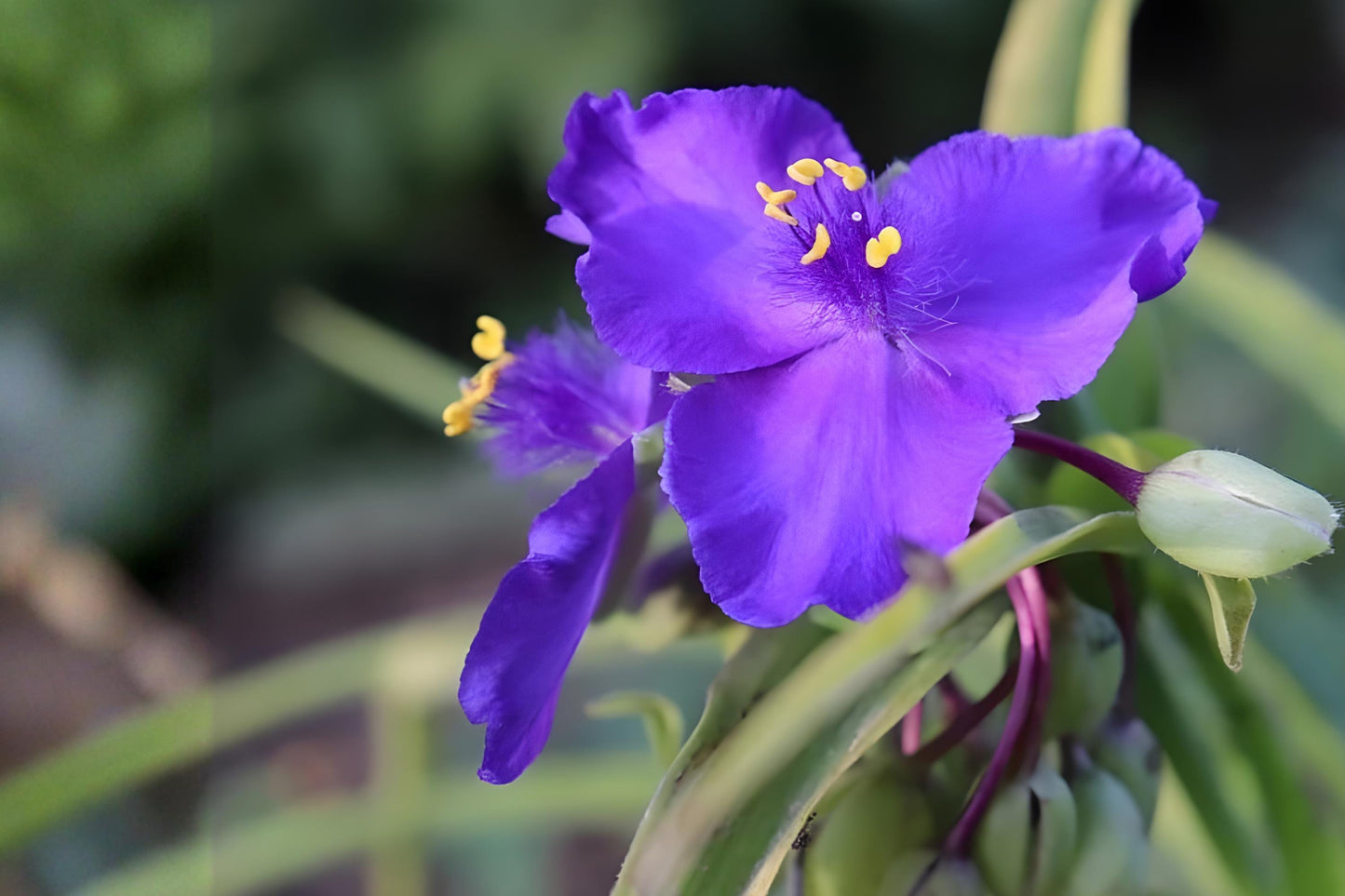 Prairie Spiderwort Seeds - 150 Count - Vibrant Purple-Blue Blooms - Tradescantia bracteata - Drought Tolerant Native Plant