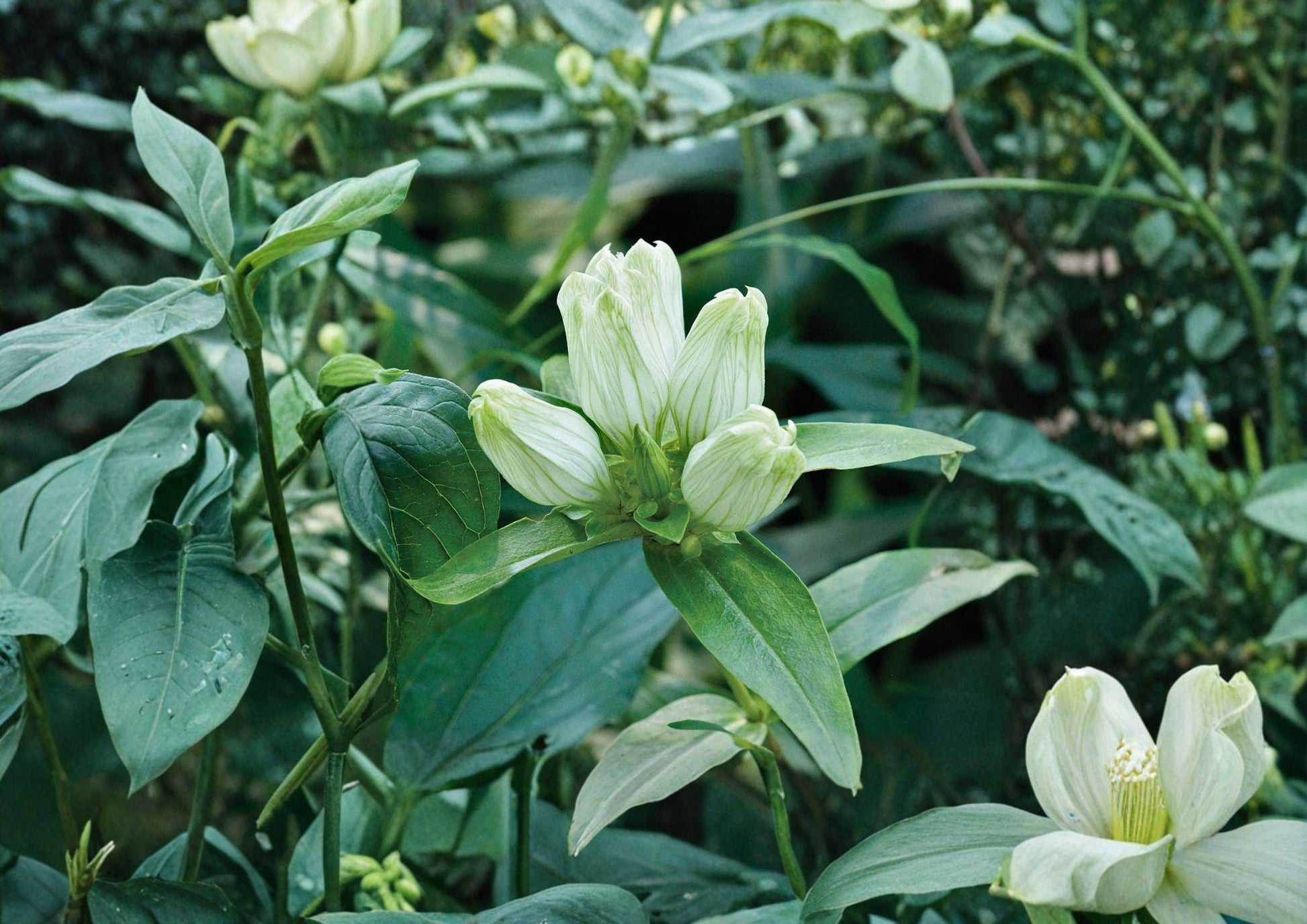 Gentian Seeds - 100 Non-GMO Cream Gentian Seeds - Rare Pale Yellow Flowers (Gentiana Flavida)