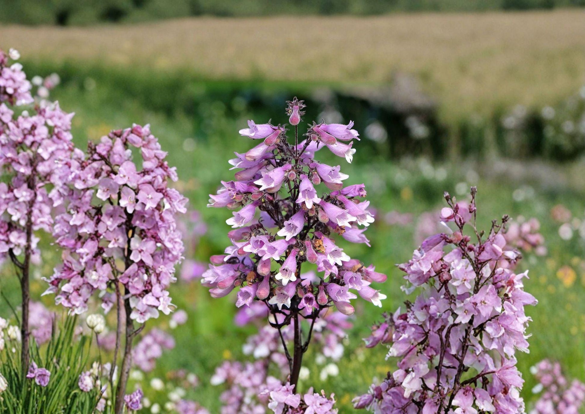 Penstemon Calycosus Seeds - Native Calico Beardtongue Wildflower for Pollinator Gardens - Fast Growing Wildflower Seeds