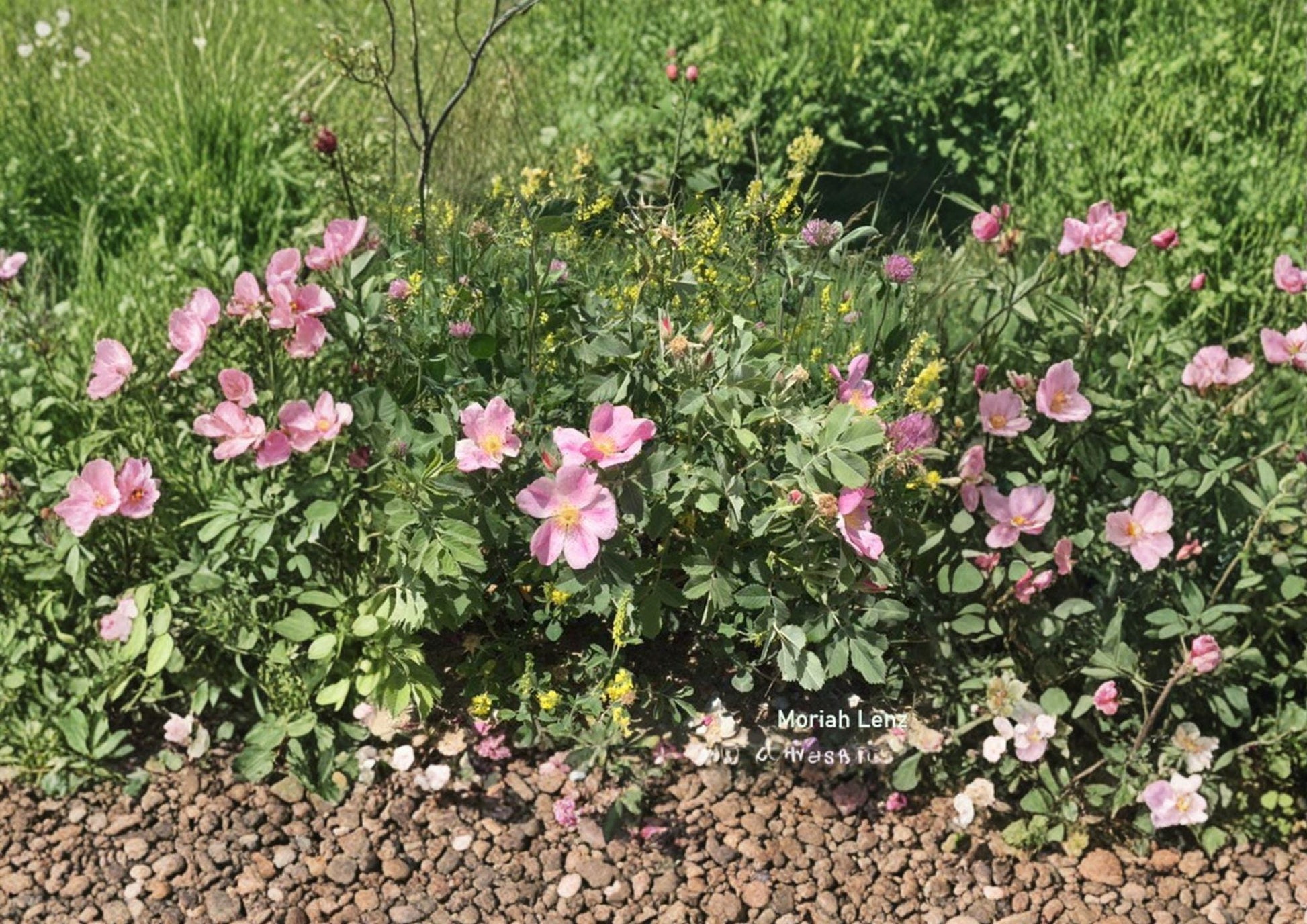Rosa Carolina Seeds | Hardy Native Pink Wild Rose | Fragrant Blooms & Red Hips | Fast Shipping