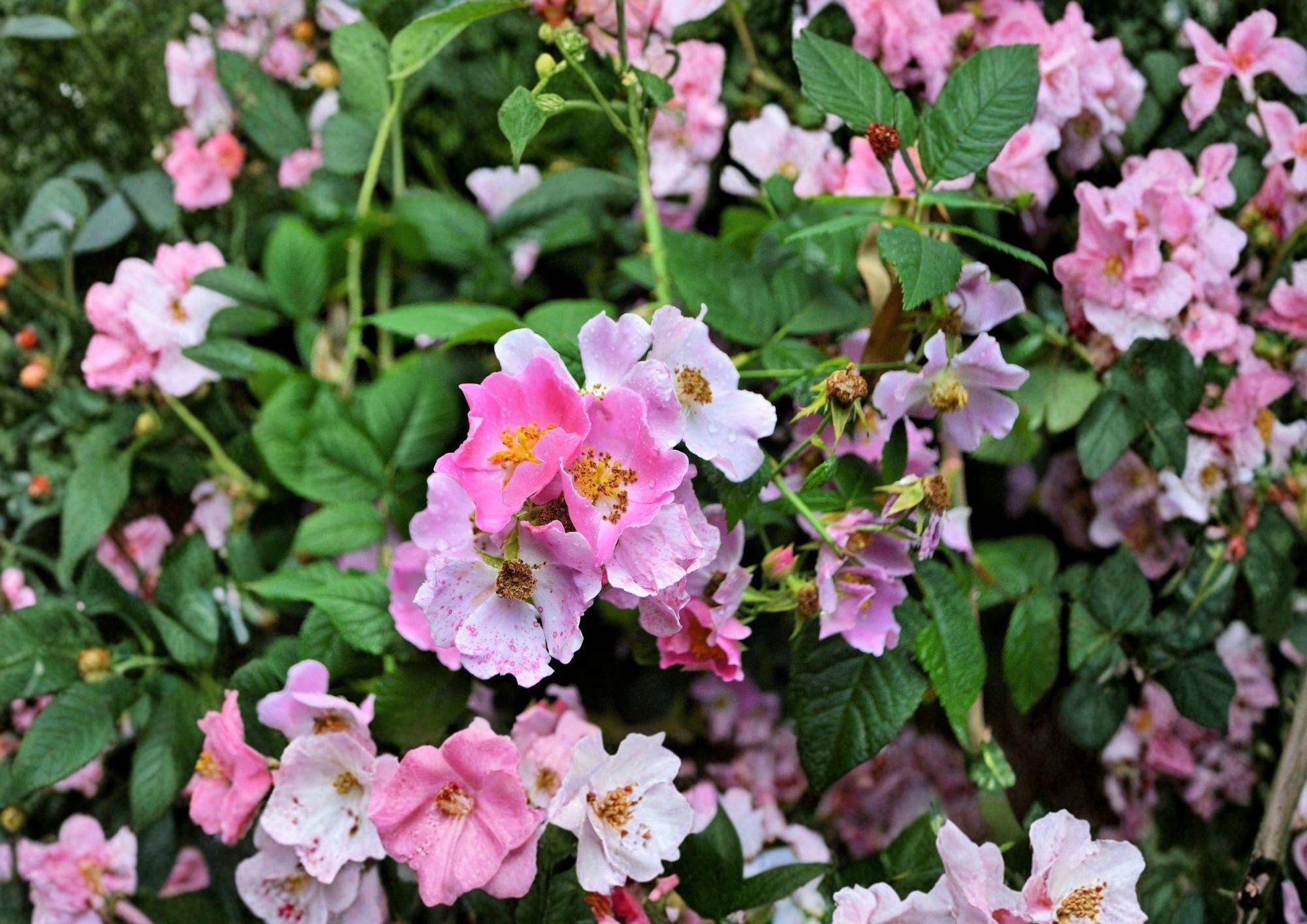 Illinois Rose Seeds - Rosa Setigera - Native Climbing Wild Rose with Fragrant Pink Blooms - Fast Growing Garden Plant