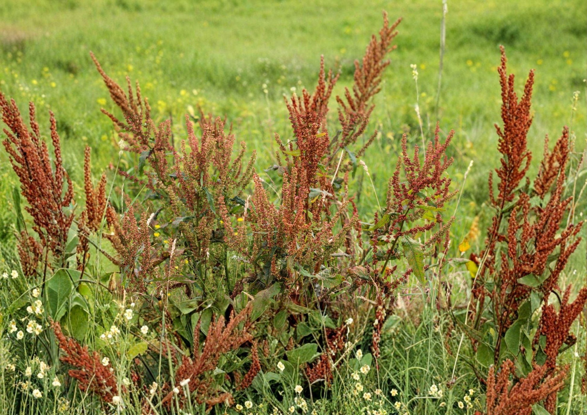 Water Dock Seeds - Hardy Native Wetland Perennial - Rumex spp. - Tall Seed Heads for Gardens - Bloomhaven Nursery