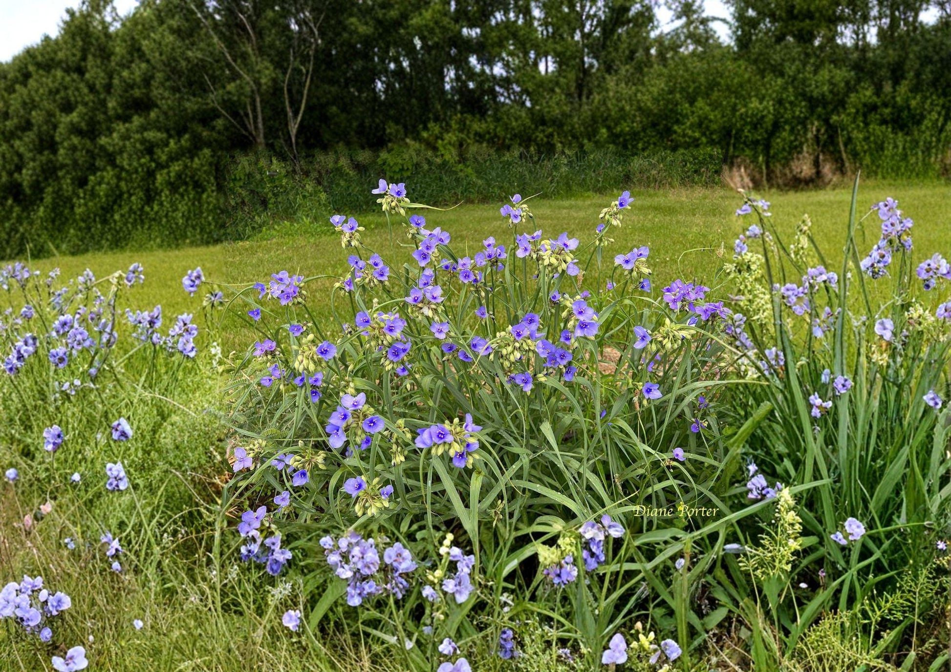 Ohio Spiderwort Seeds – Sky Blue Flowers, Native Perennial for Pollinator Garden - Tradescantia ohiensis