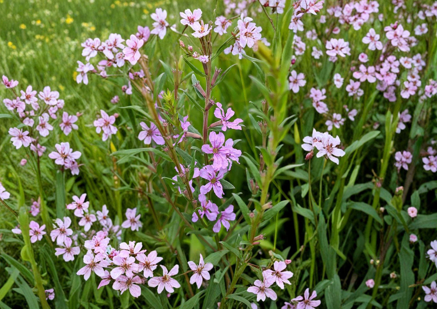 Winged Loosestrife Seeds - Pink Purple Wildflower for Rain Gardens & Pond Edges - Lythrum alatum