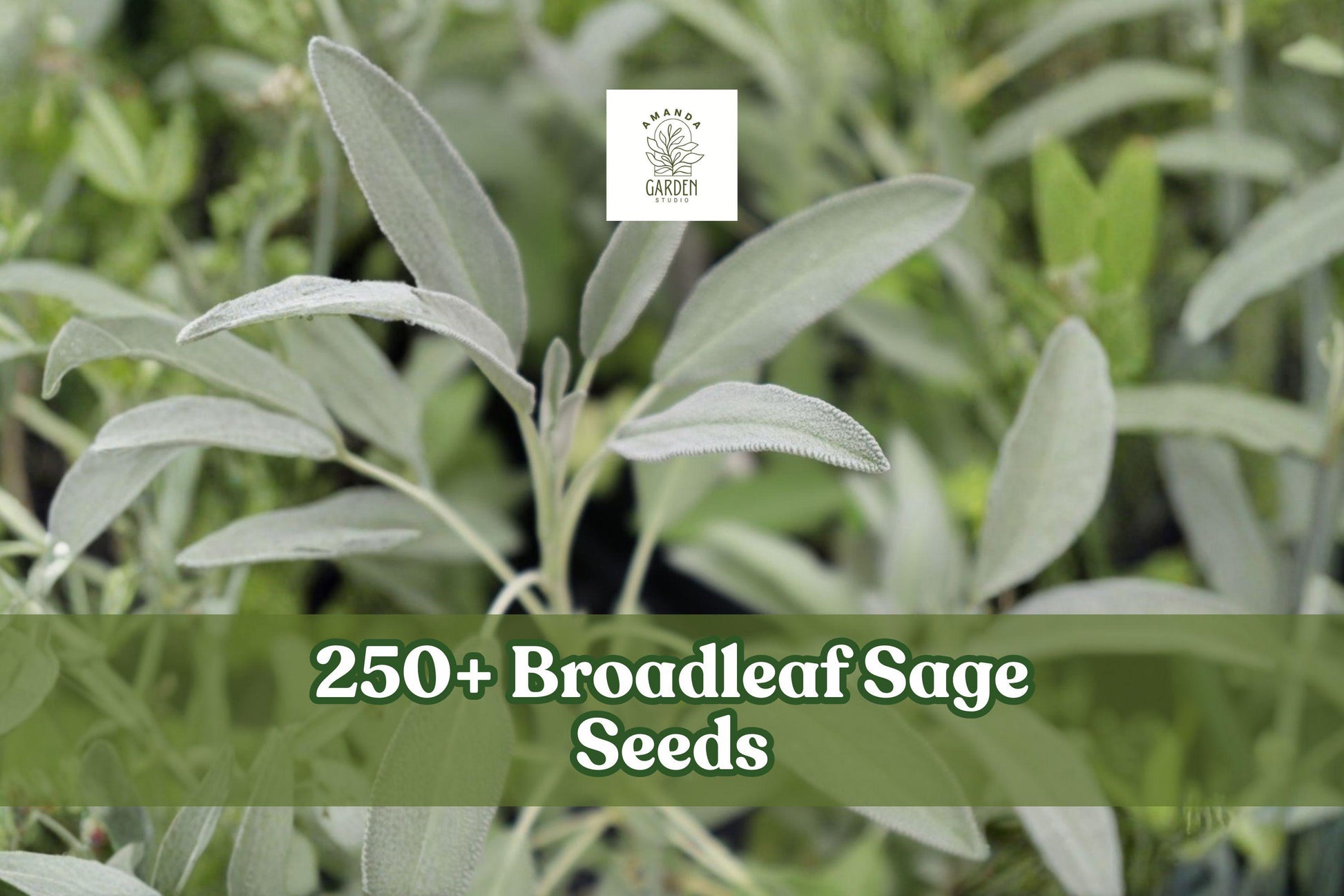 250+ Broadleaf Sage Seeds - Perennial Culinary Herb - Salvia officinalis - Aromatic Green Leaves for Herb Gardens & Containers