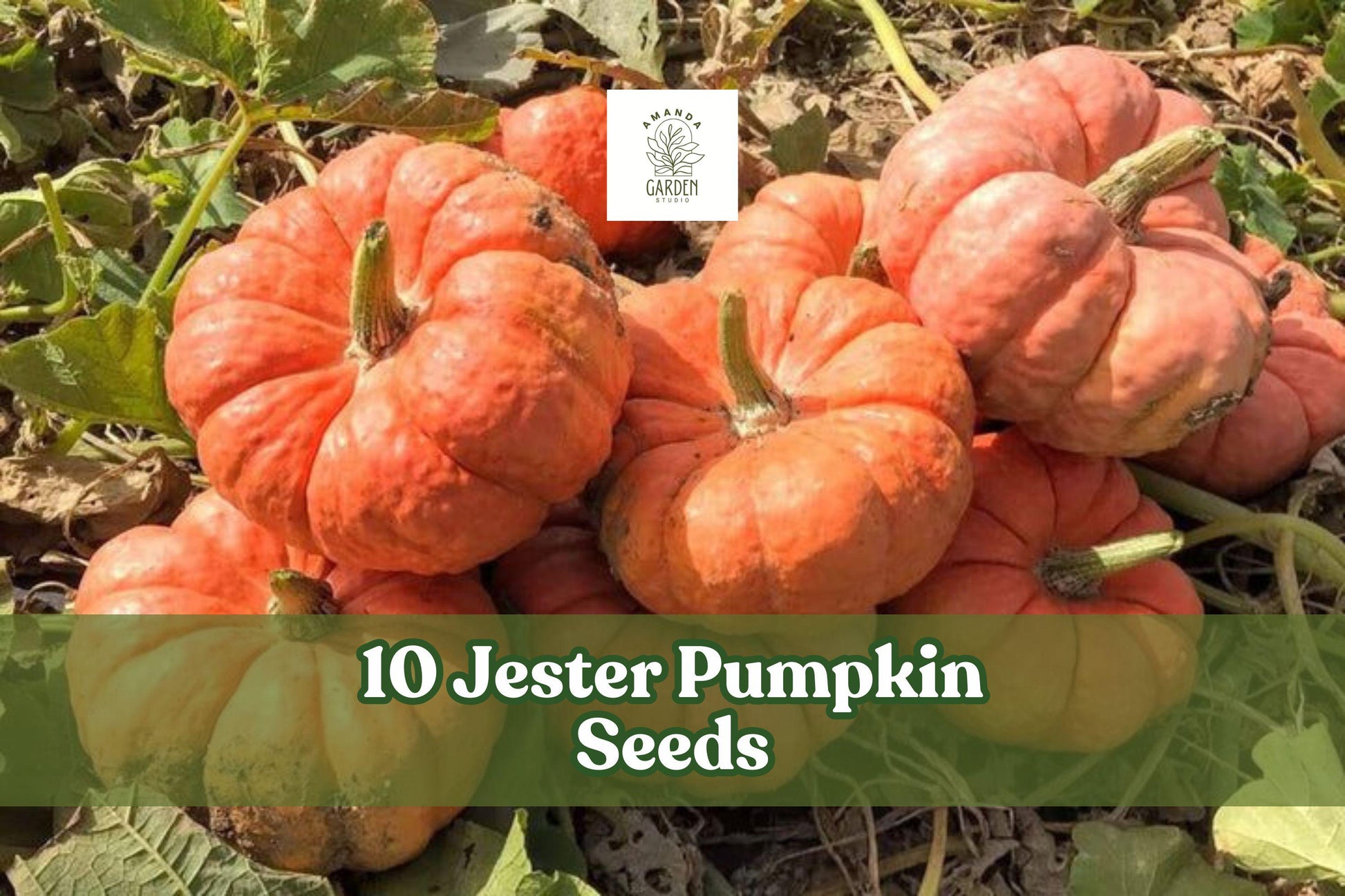 10 Jester Pumpkin Seeds - Salmon-Red Bumpy Skin - Cucurbita pepo - Edible & Ornamental Garden Favorite - Compact Growth