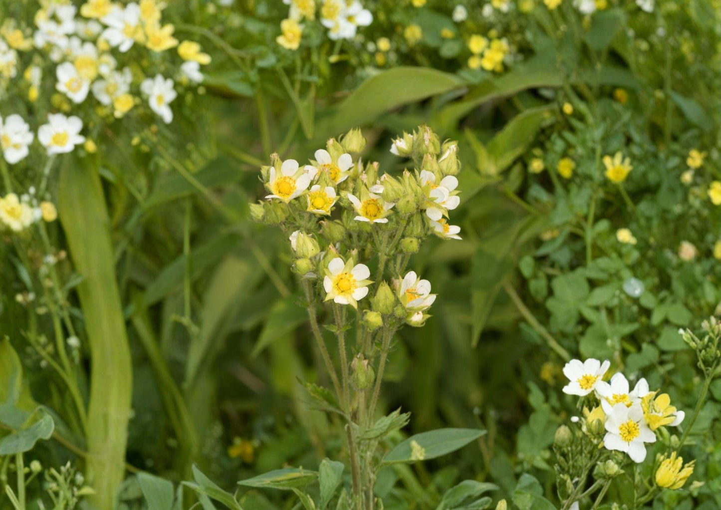 Prairie Cinquefoil Seeds - Hardy Native Perennial - Creamy White Summer Flowers - Potentilla recta