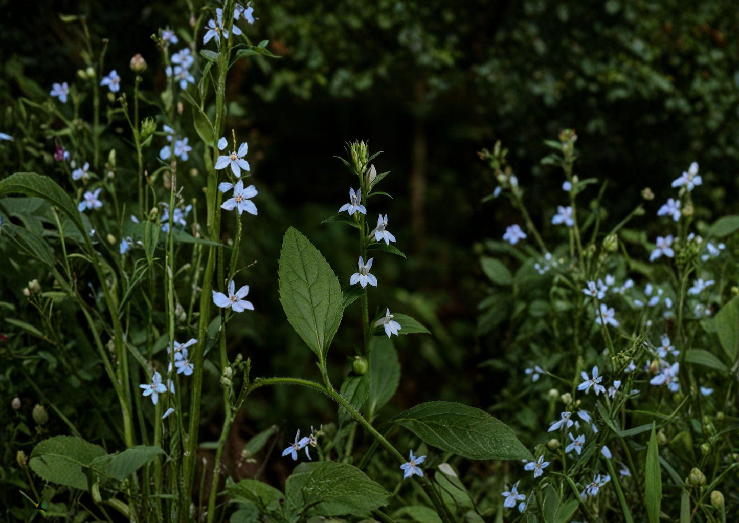 Lobelia Inflata Seeds | Indian Tobacco | Native Wildflower for Pollinator Gardens | Eco-Friendly Gardening Supplies