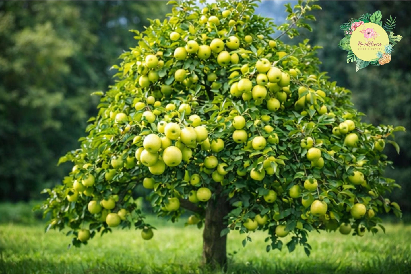 Yellow Delicious Apple Grafted Fruit Tree Bare-root - Malus domestica - Sweet Crisp Apples for Home Orchards