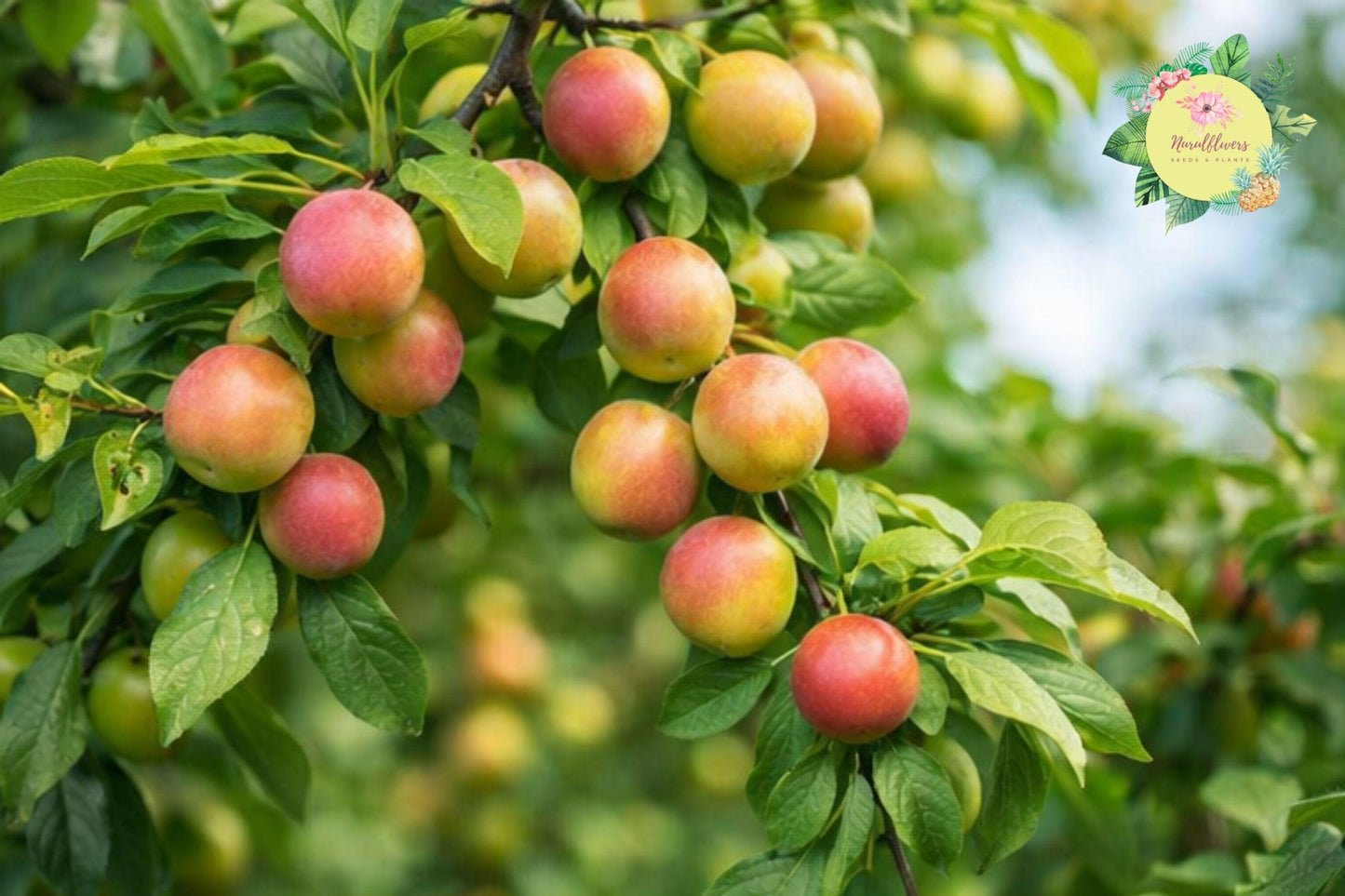 Methley Plum Grafted Fruit Tree Bare-root - Sweet Juicy Plums, Prunus salicina 'Methley' for Home Gardens