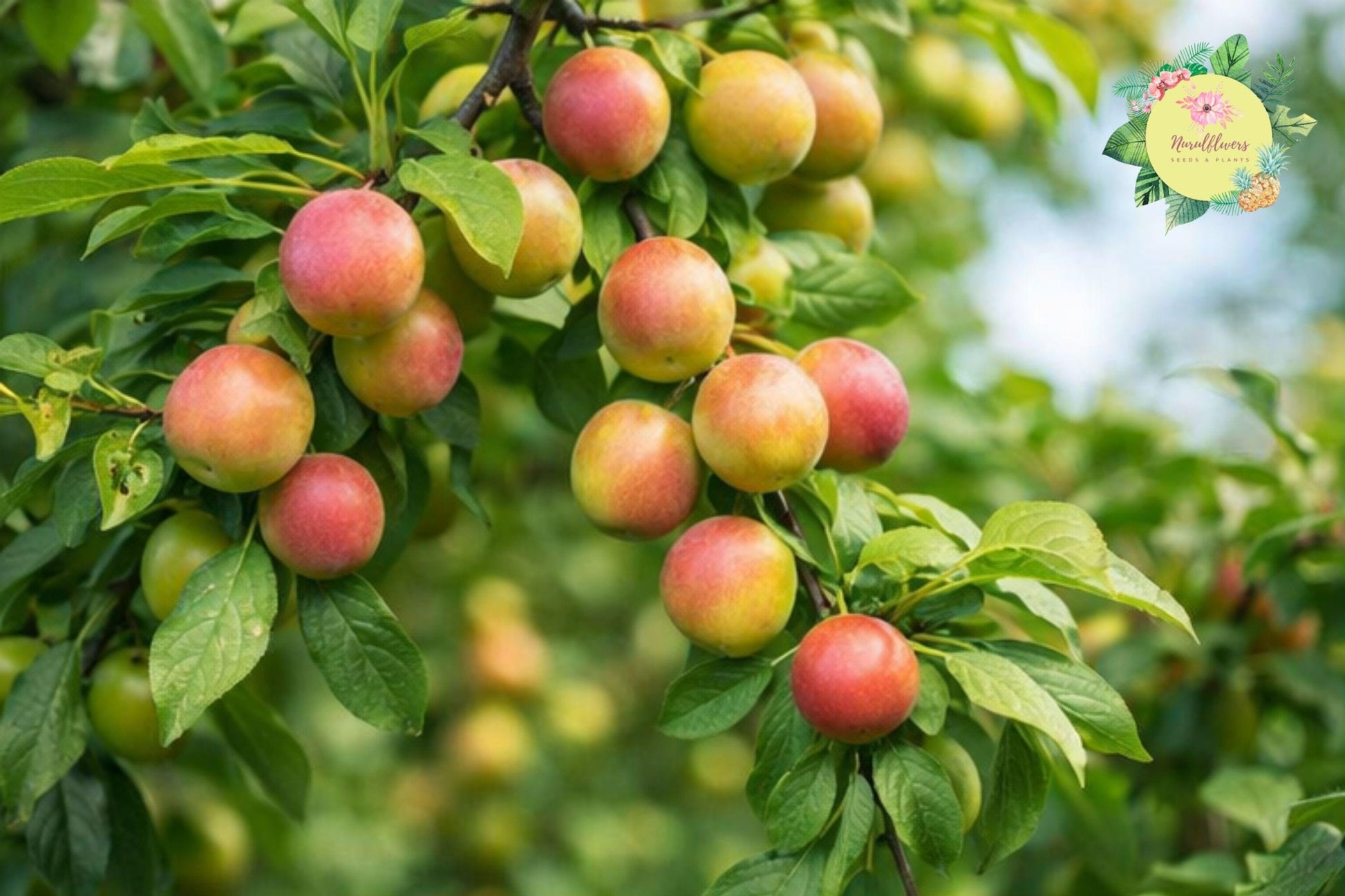 Methley Plum Grafted Fruit Tree Bare-root - Sweet Juicy Plums, Prunus salicina 'Methley' for Home Gardens