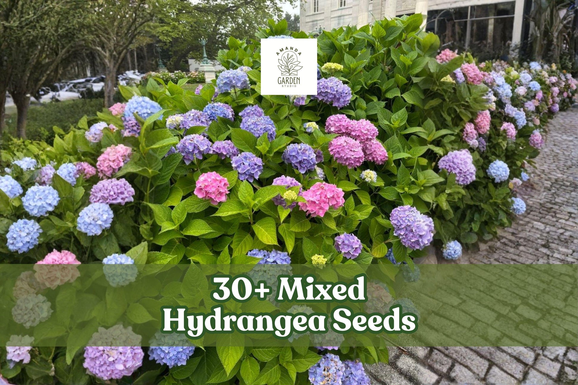 Mixed Hydrangea Seeds - 30+ Colorful Flowering Shrub Seeds - Hydrangea spp. - Ideal for Garden Borders & Landscape Accents
