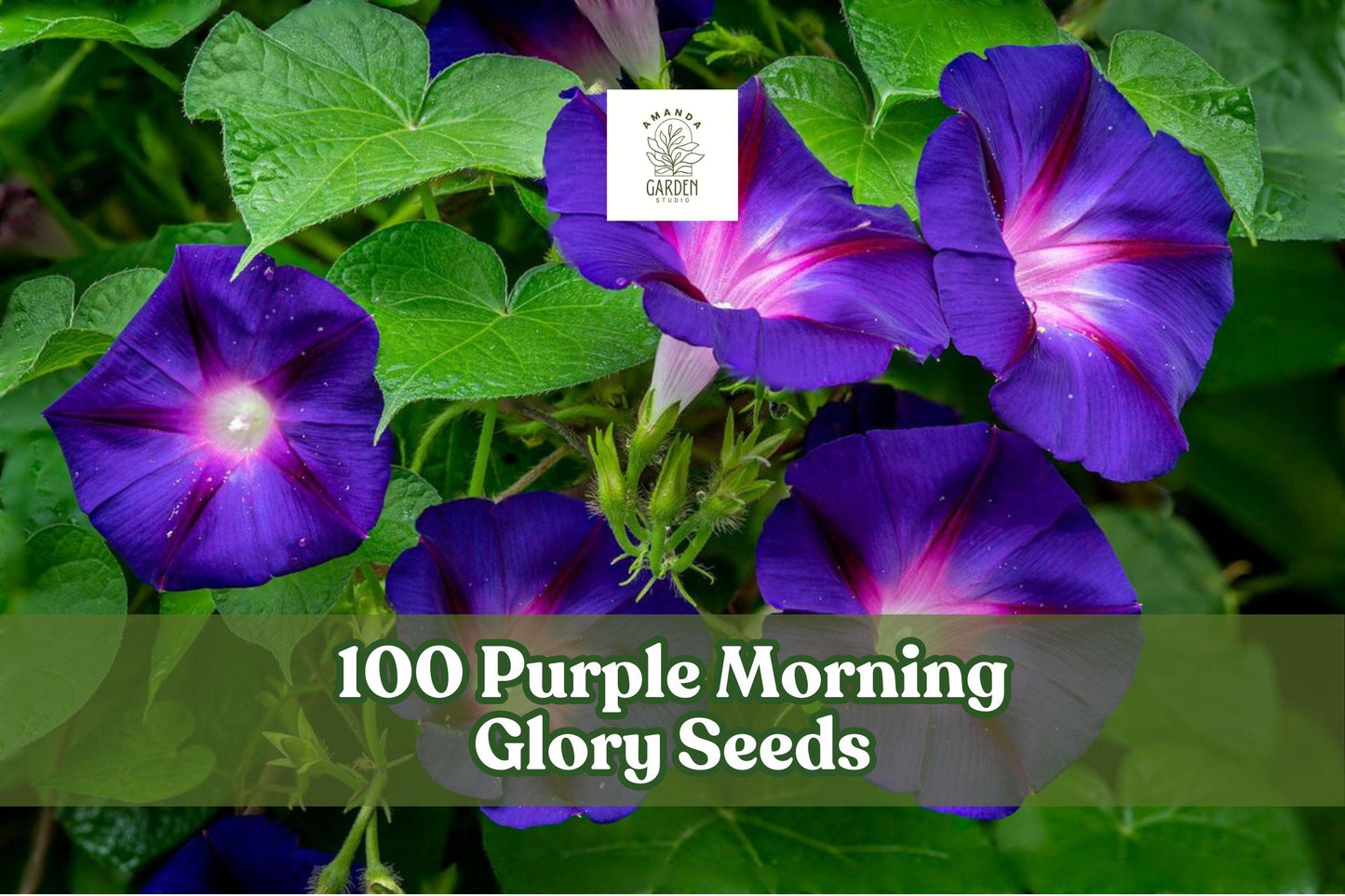 100 Purple Morning Glory Seeds - Climbing Vine - Ipomoea purpurea - Annual Flowering Vine for Trellises and Fences
