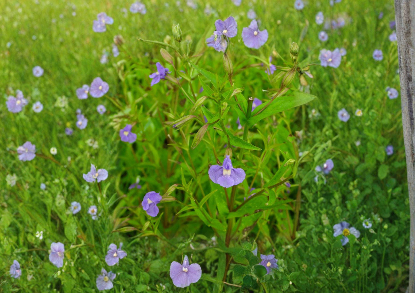 Mimulus Ringens Monkey Flower Seeds - Native Blue Wetland Wildflower - Non-GMO Garden Seeds