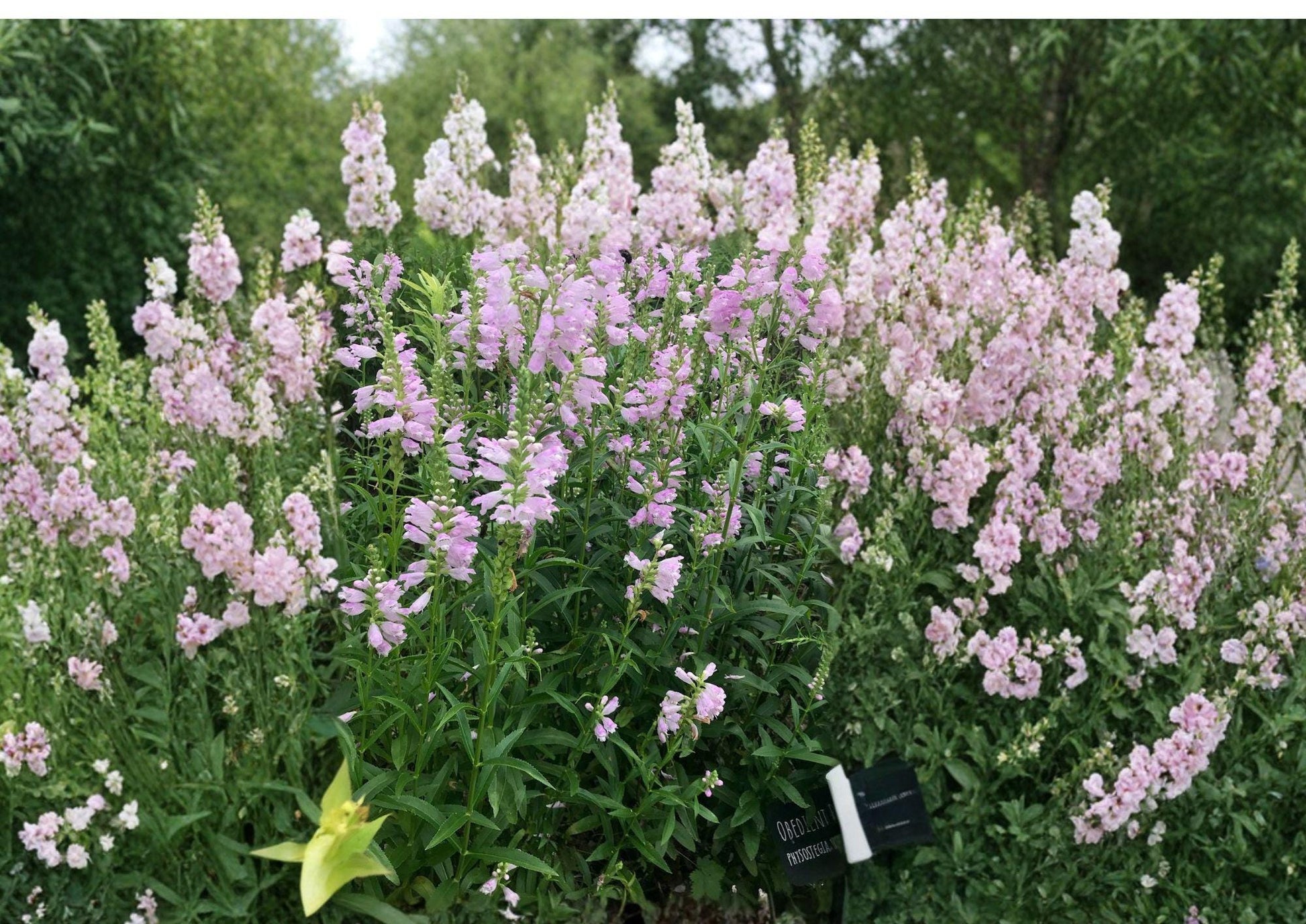 Obedient Plant Seeds - Hardy Perennial, Pink Purple Flower Spikes, Pollinator Friendly - Physostegia virginiana