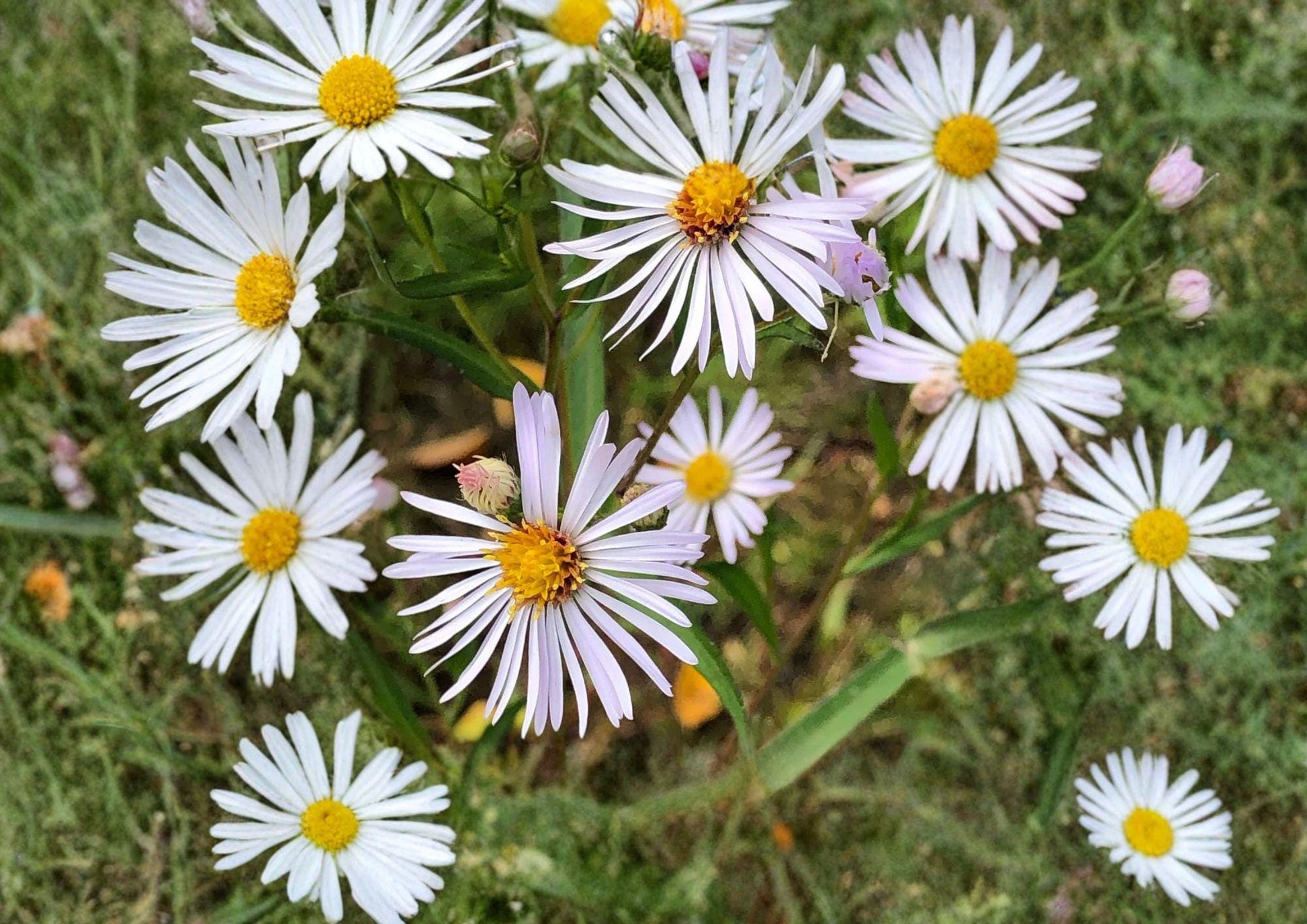 Panicled Aster Seeds - White Fall Blooms, Native Perennial for Pollinator Gardens, Aster simplex