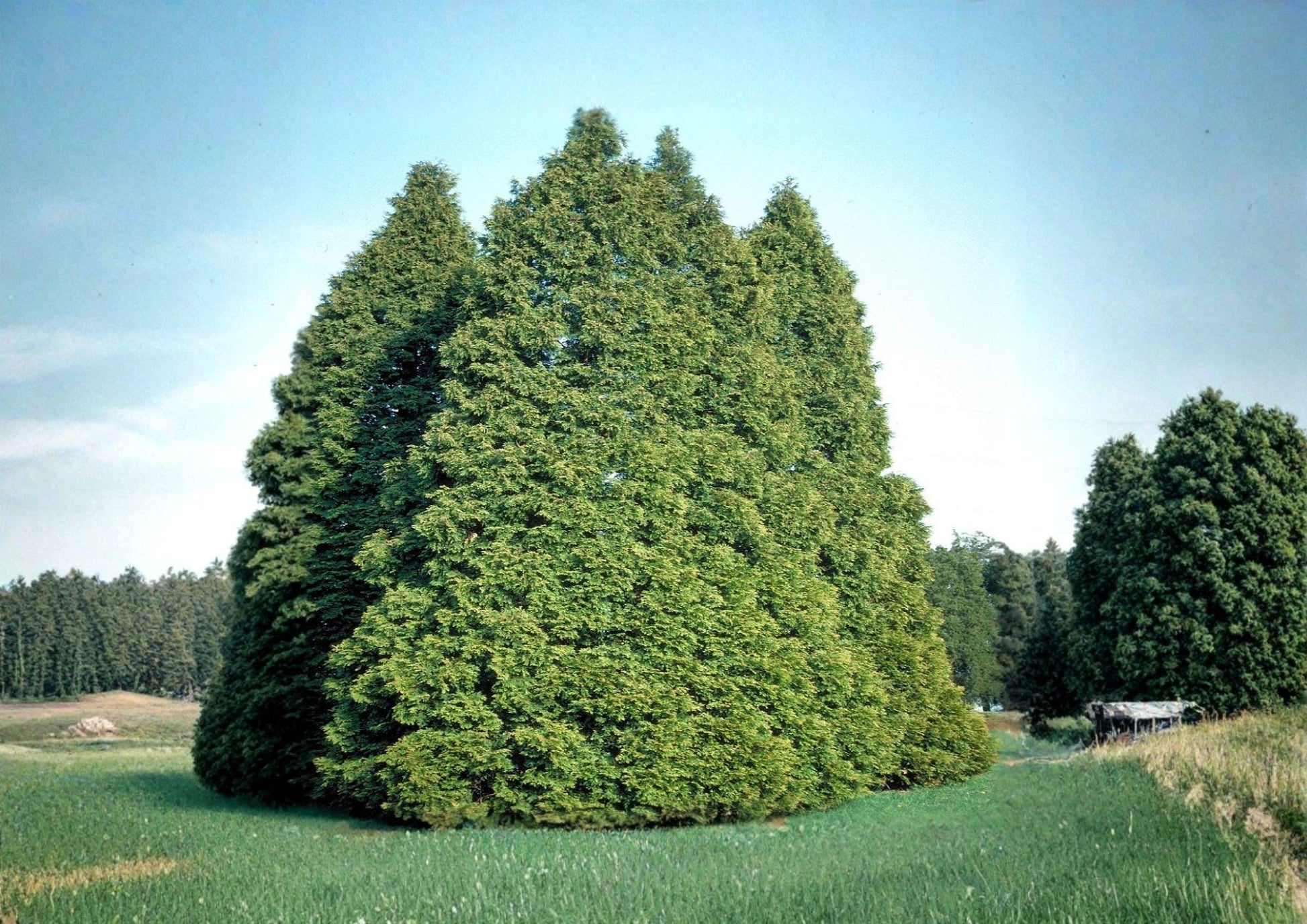 Eastern Arborvitae Seeds - Northern White Cedar for Hedges & Windbreaks - 50 Seeds, Thuja occidentalis