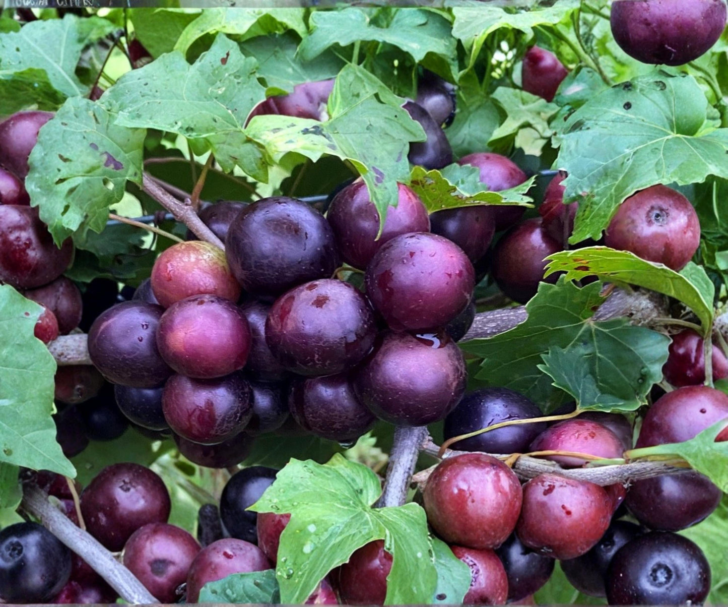 Muscadine Grape Cuttings - 10 Unrooted Vines (5 Male + 5 Female) - Vitis rotundifolia - Southern Climbing Grape Plants