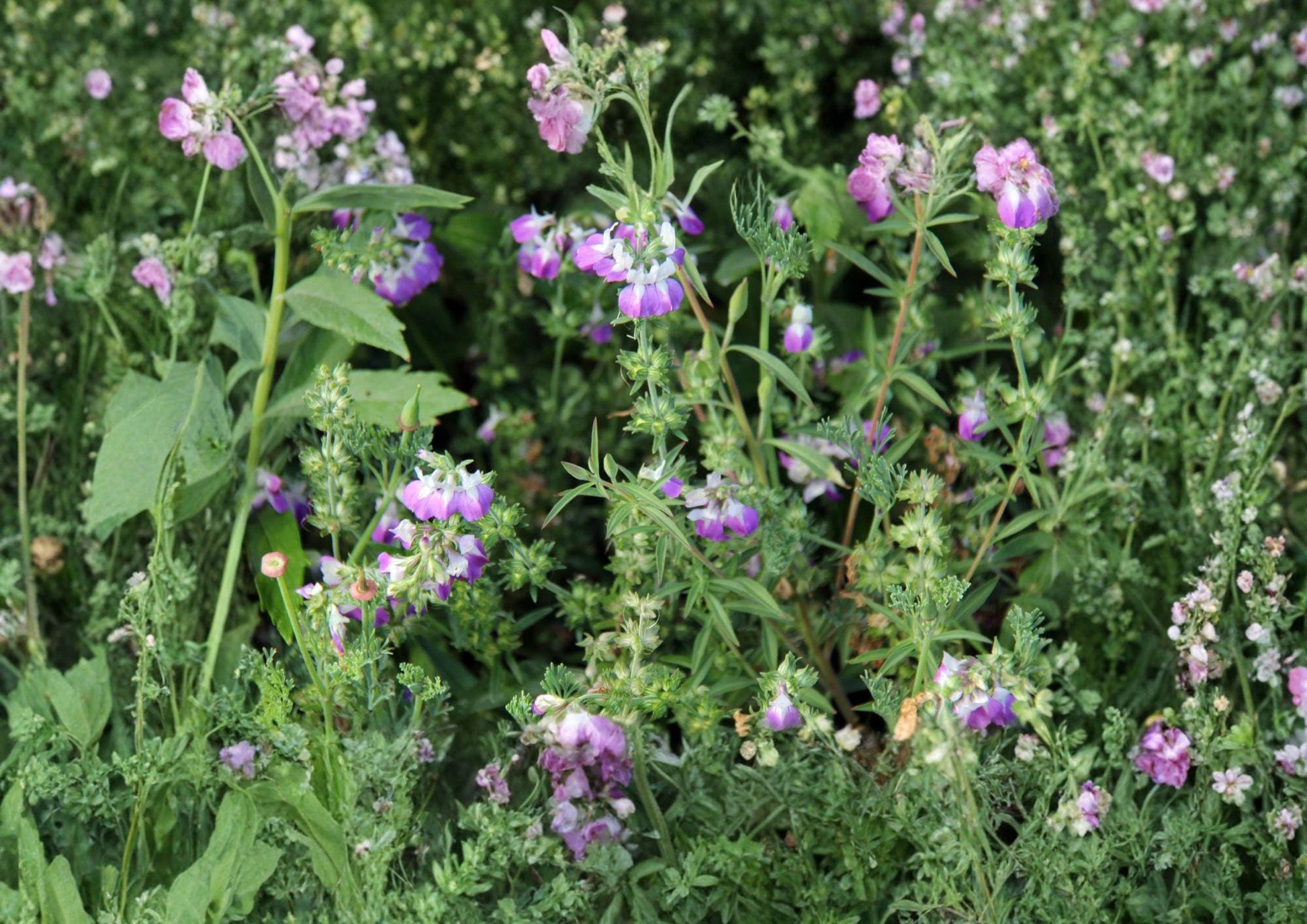 Chinese Houses Seeds - Blue White Annual Wildflower - Collinsia Heterophylla - Ideal for Gardens