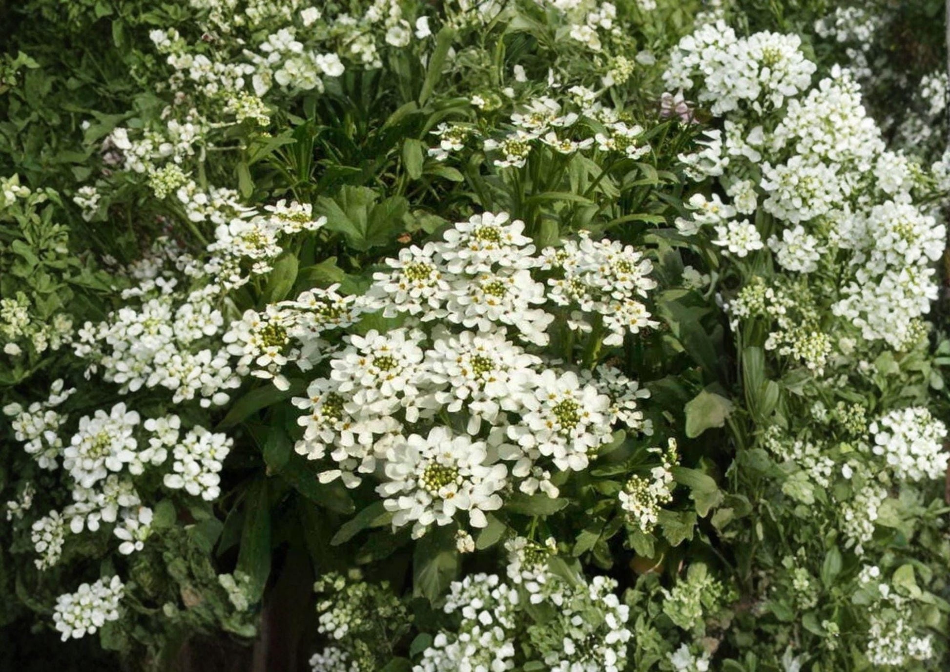 Empress Rocket Candytuft Seeds - 100 Non-GMO Fragrant White Annual Flower Seeds - Iberis umbellata