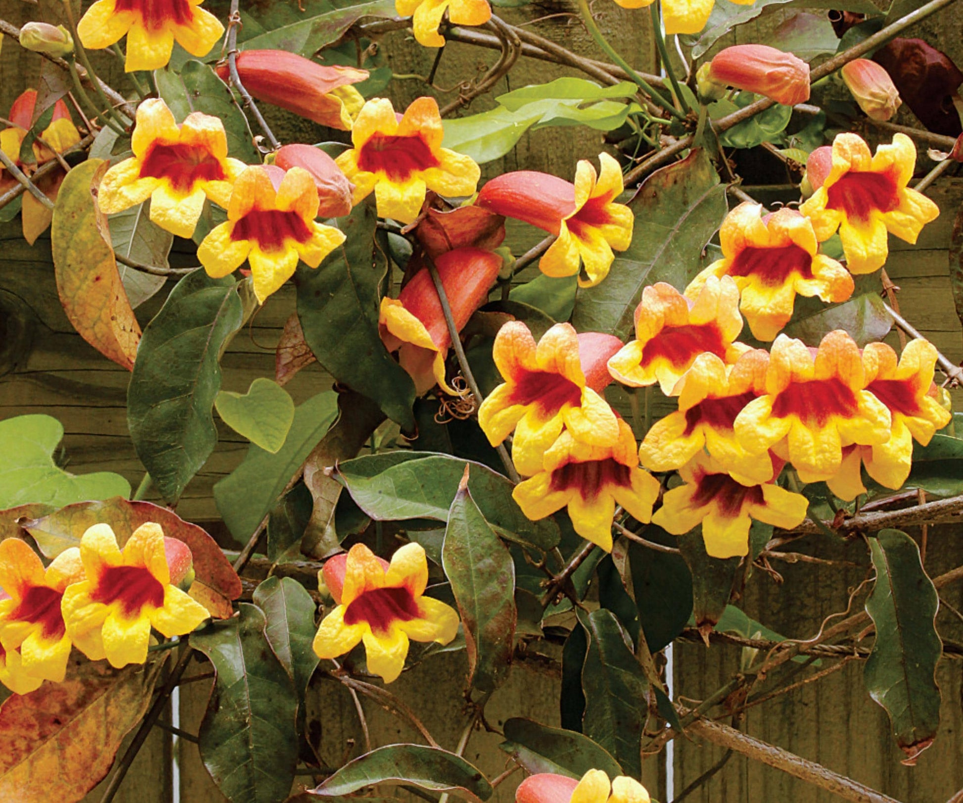 Cross Vine Plants - 2 Live Tangerine Beauty - Bignonia capreolata - Climbing Flowering Vine for Trellises and Arbors