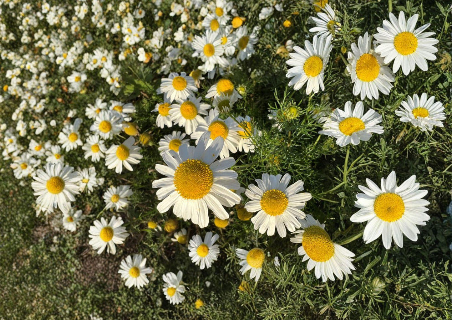 German Chamomile Seeds - Fragrant Daisy Flowers for Tea - Matricaria chamomilla - Herbal Garden Remedies by Bloom Haven Nursery