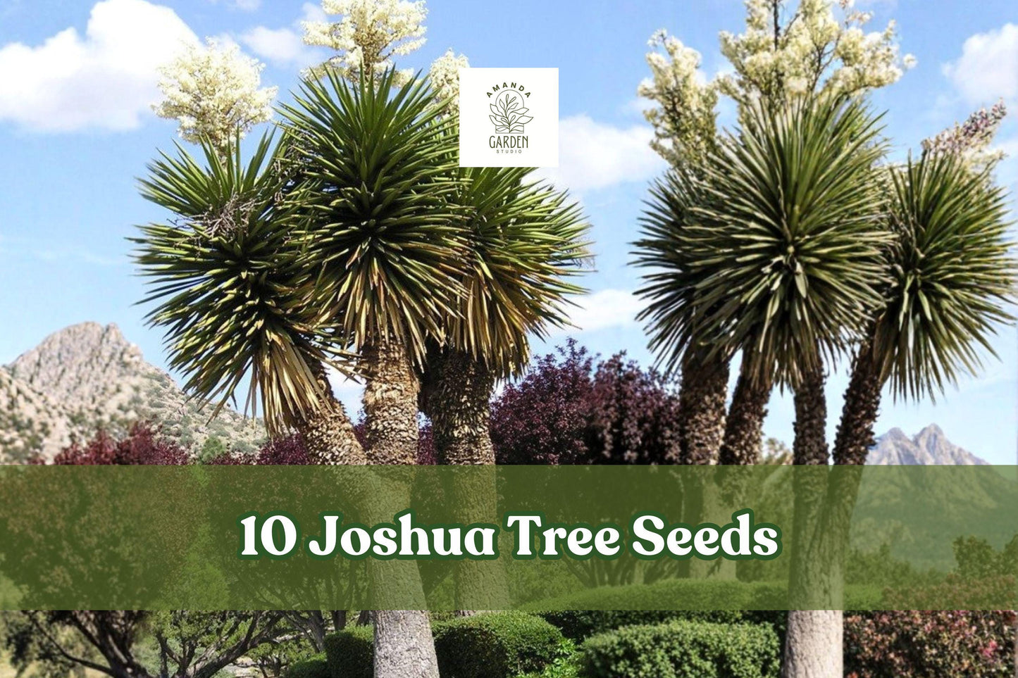 Joshua Tree Seeds - 10 Pack Yucca brevifolia - Iconic Desert Plant for Xeriscape & Container Gardening - Spiky Evergreen Foliage
