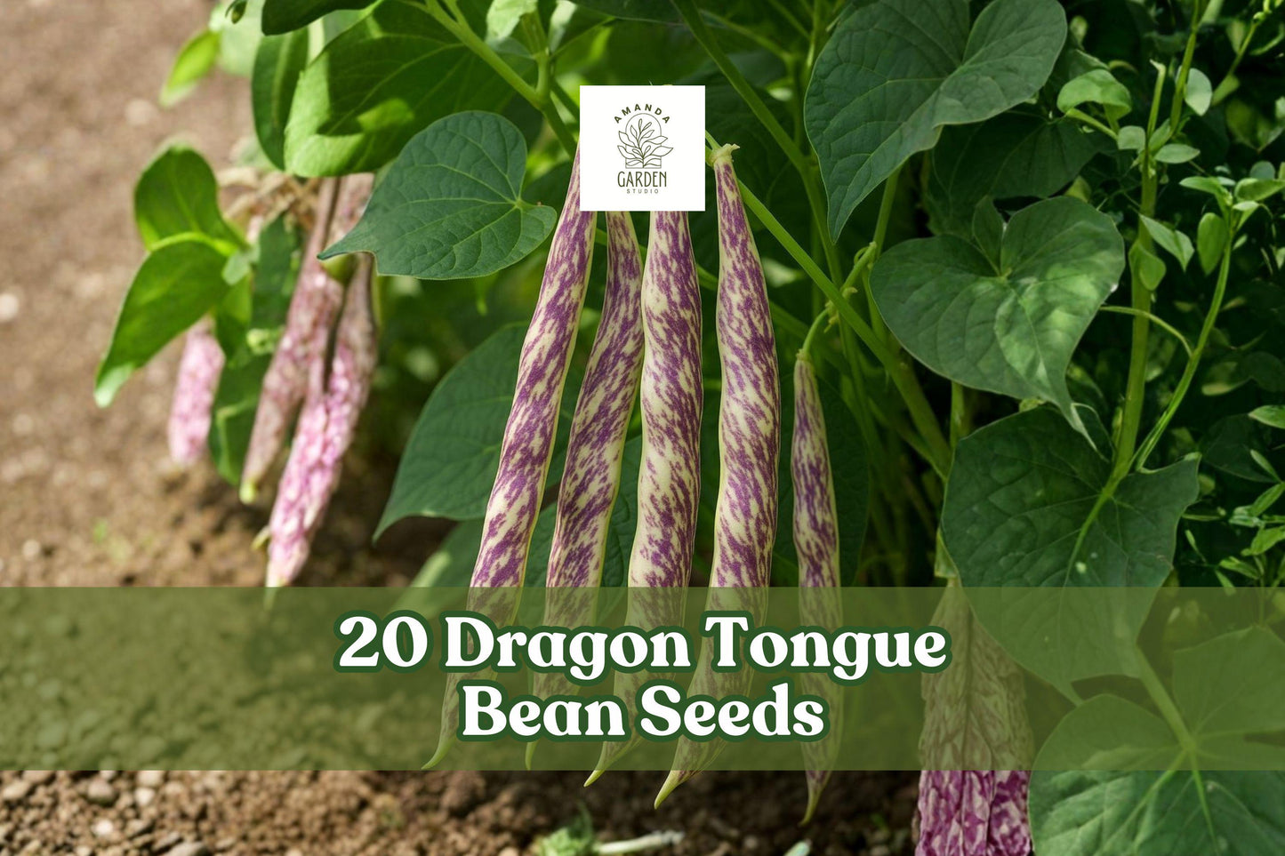 Dragon Tongue Bean Seeds - 20 Heirloom Bush Beans - Cream Pods with Purple Streaks - Phaseolus vulgaris - Easy to Grow