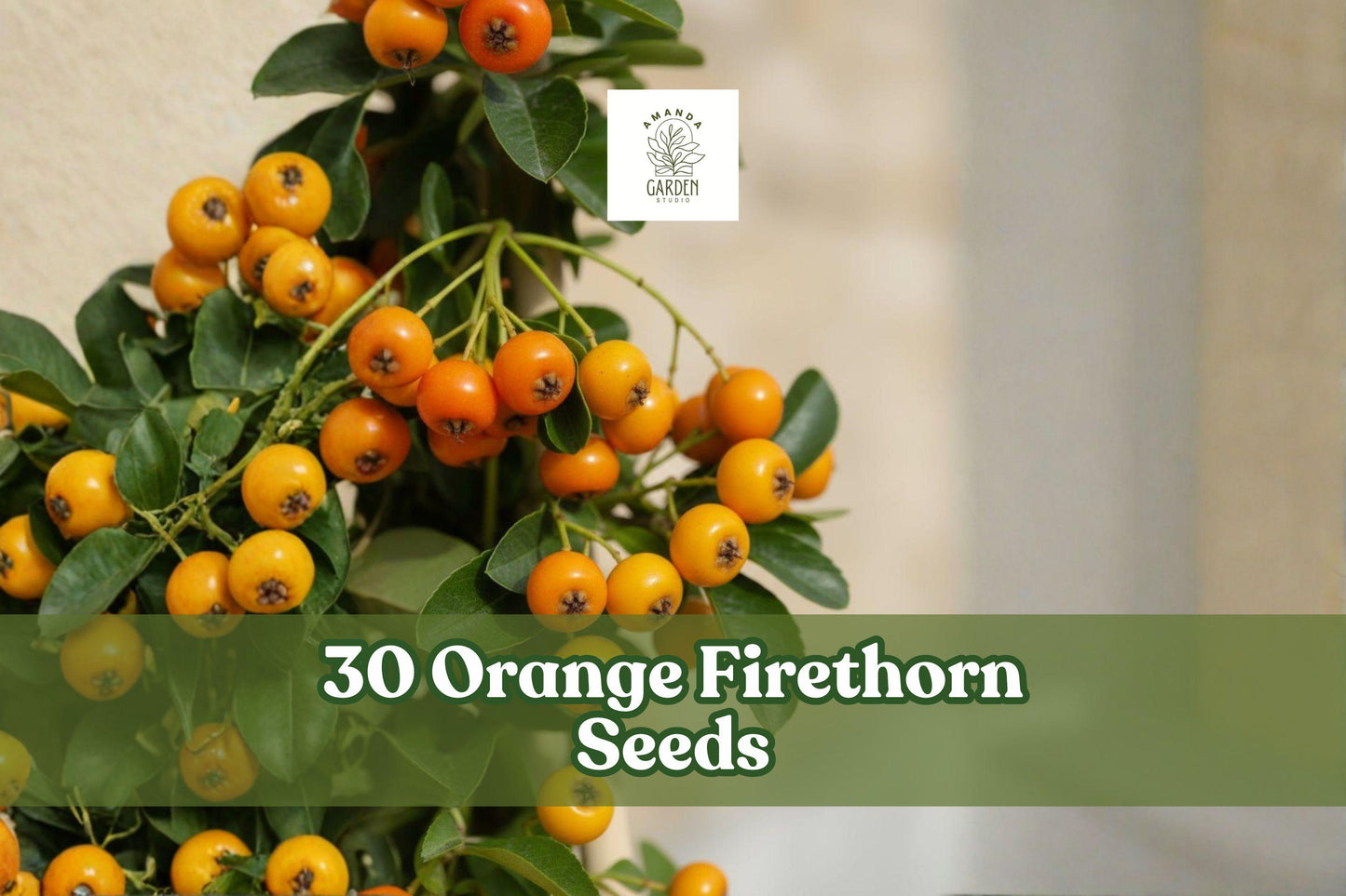 30 Orange Firethorn Seeds - Pyracantha Bonsai Shrub - Glossy Green Foliage & Bright Orange Berries - Easy to Grow Ornamental Plant