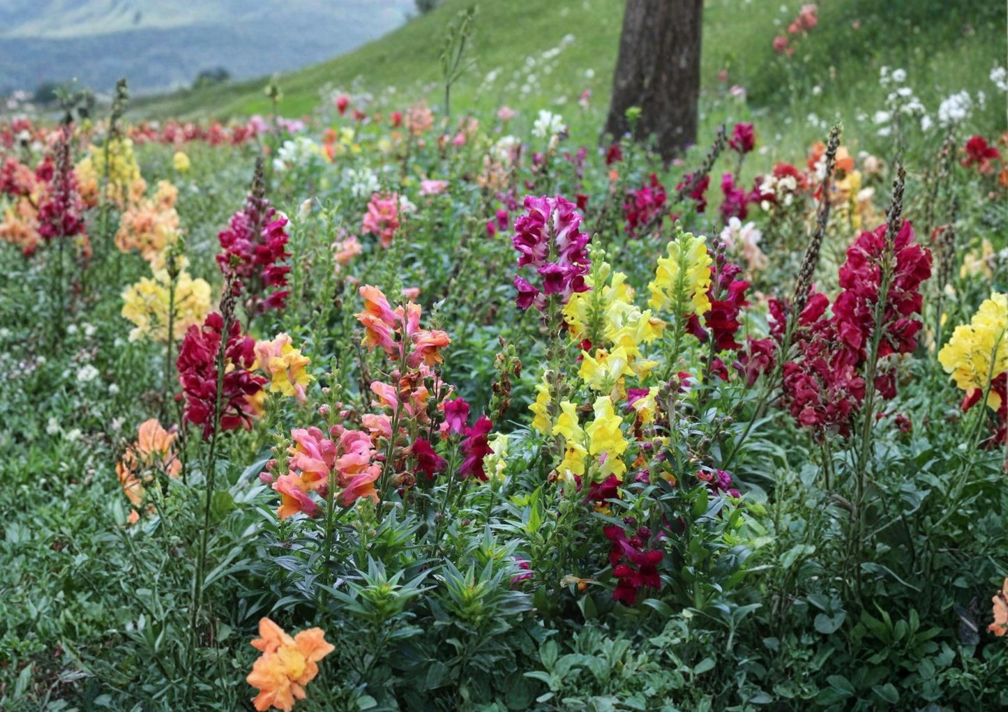 500+ Tetra Snapdragon Seeds | Colorful Tall Annual Flowers | Antirrhinum Majus | Fast Growing Blooming Cut Flowers