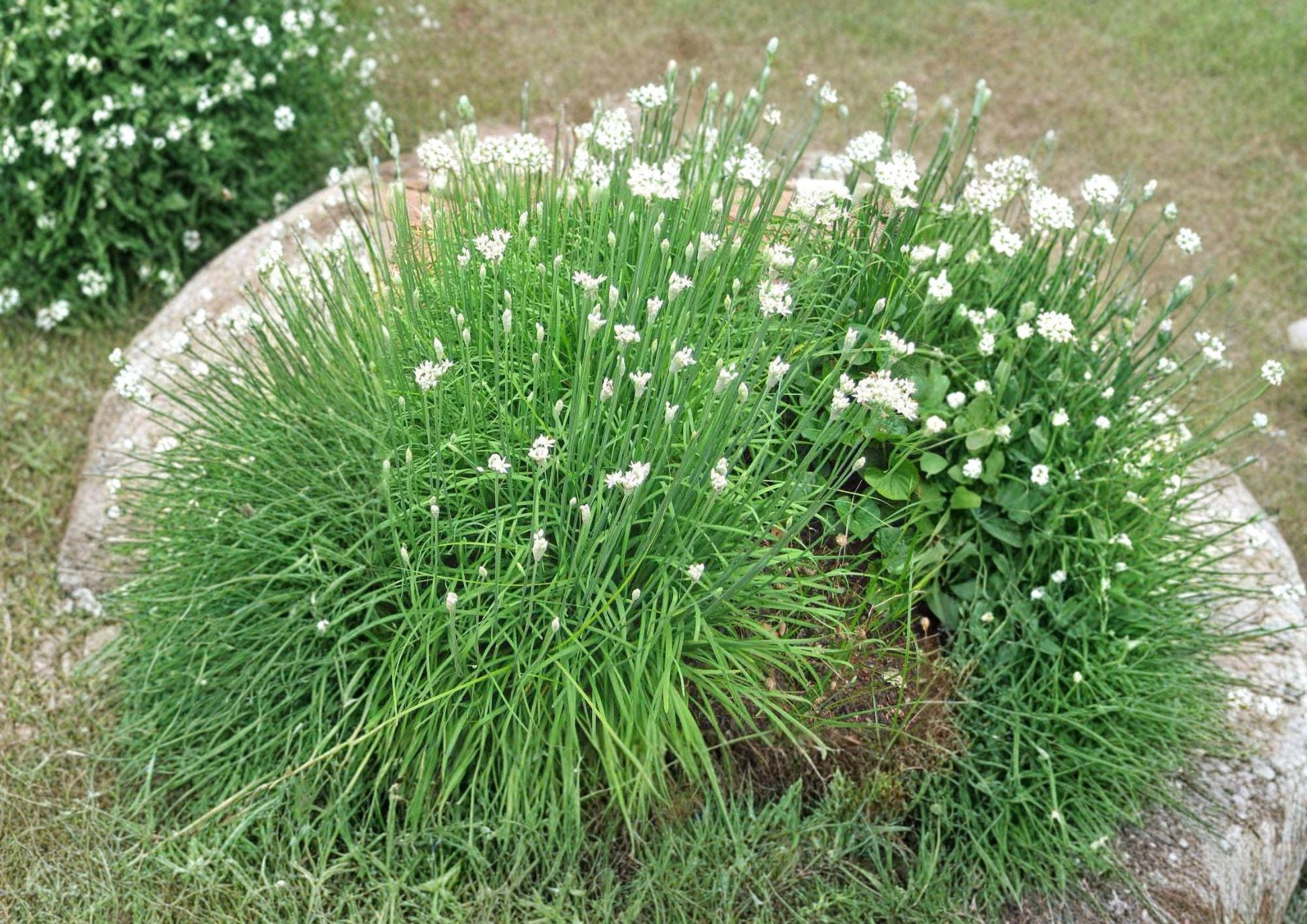 Garlic Chives Seeds - 100+ Non-GMO Allium Tuberosum Chinese Chives, Edible Leaves, White Flowers, Perennial Herb for Kitchen Garden