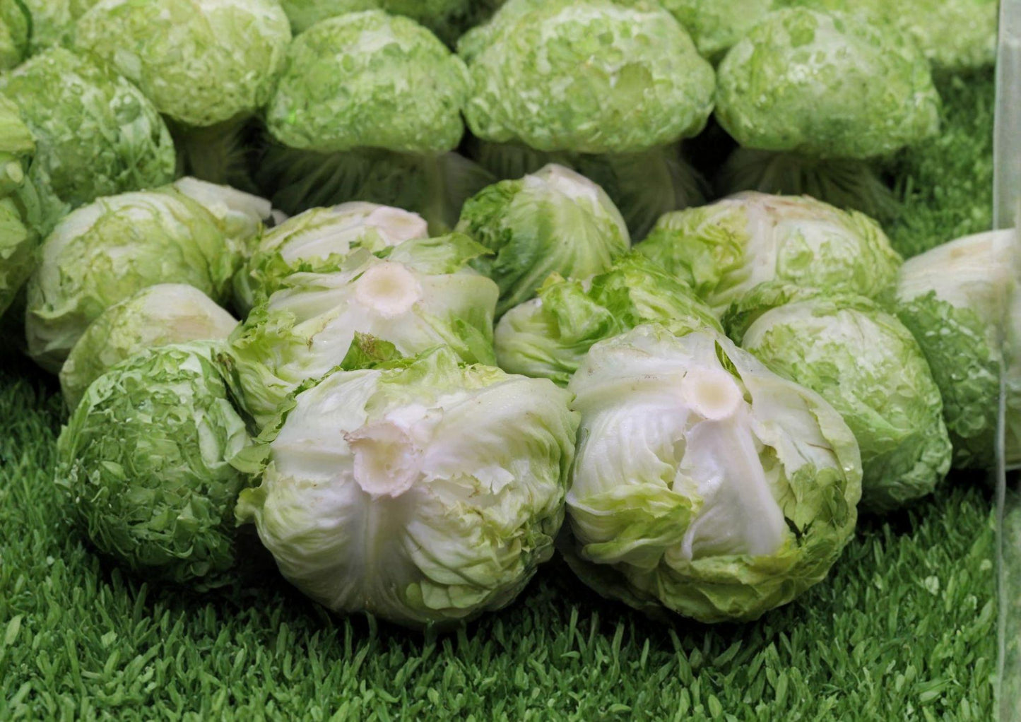 Iceberg Batavian Lettuce Seeds - 1200+ Non-GMO Crisphead Seeds, Lactuca Sativa, Fast Growing Cool Season Greens