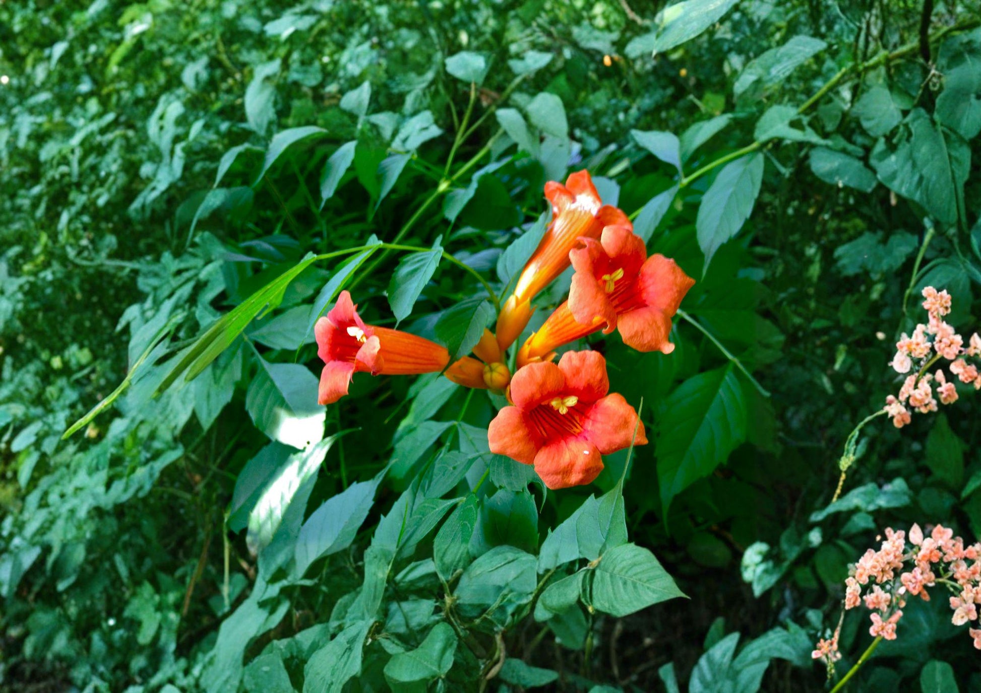 Campsis Radicans Trumpet Creeper Vine Seeds - Fast Growing Orange Flower Seeds for Trellis