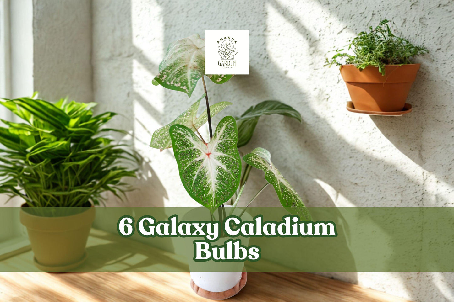 Galaxy Caladium Bulbs - 6 Pack - Colorful Foliage - Caladium spp. - Tropical Plant for Shade Gardens and Containers