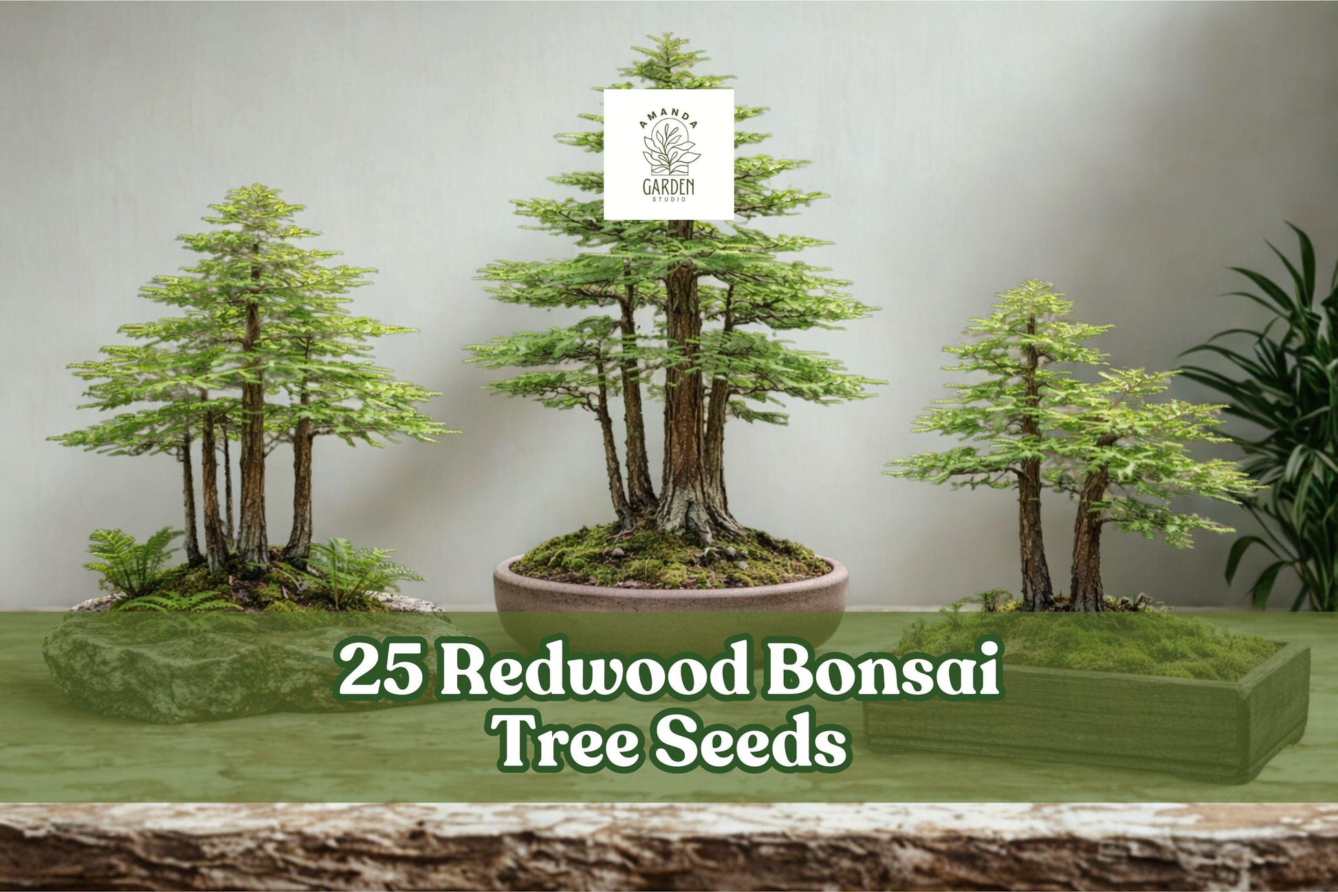 25 Redwood Bonsai Tree Seeds - Sequoia spp. - Ideal for Miniature Forests and Ornamental Planting, Evergreen Seeds for Bonsai Cultivation