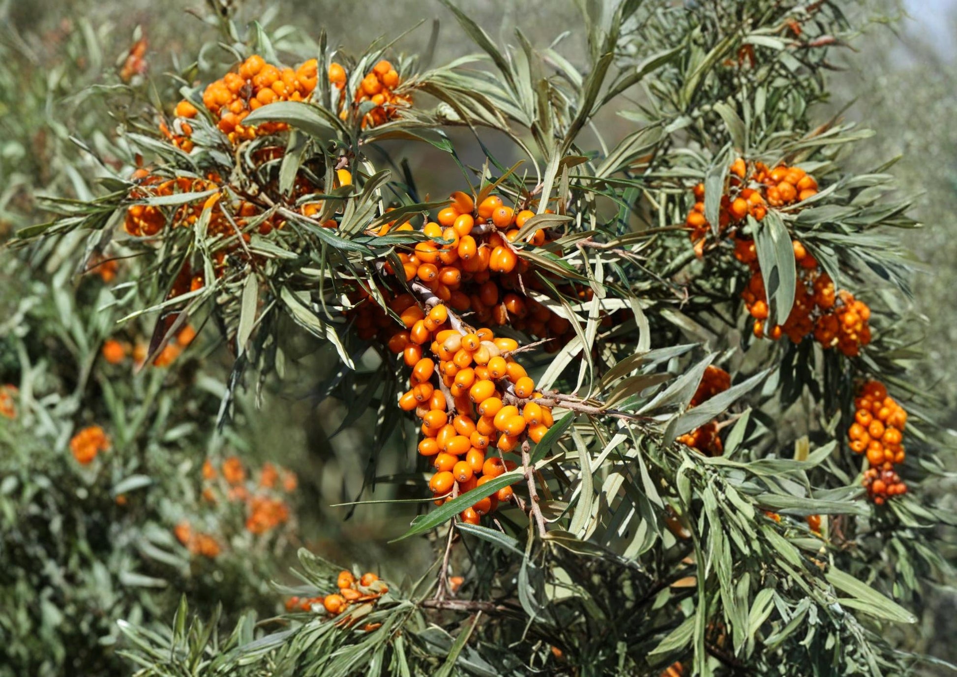 Sea Buckthorn Seeds – Hardy Orange Superfruit for Gardens, Wildlife, Edible Harvests – Hippophae rhamnoides