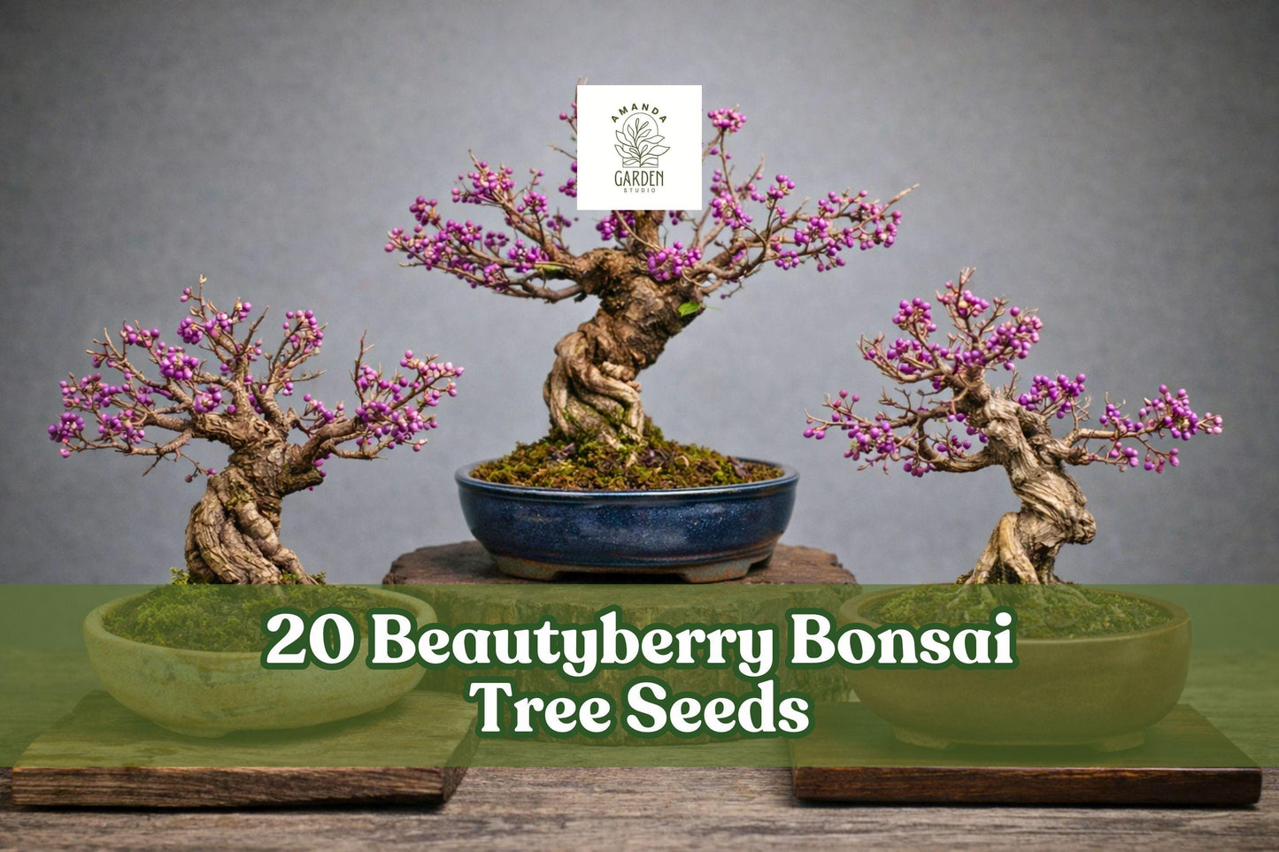 20 Beautyberry Seeds – American Beautyberry (Callicarpa americana) – Purple Berry Bonsai or Garden Shrub