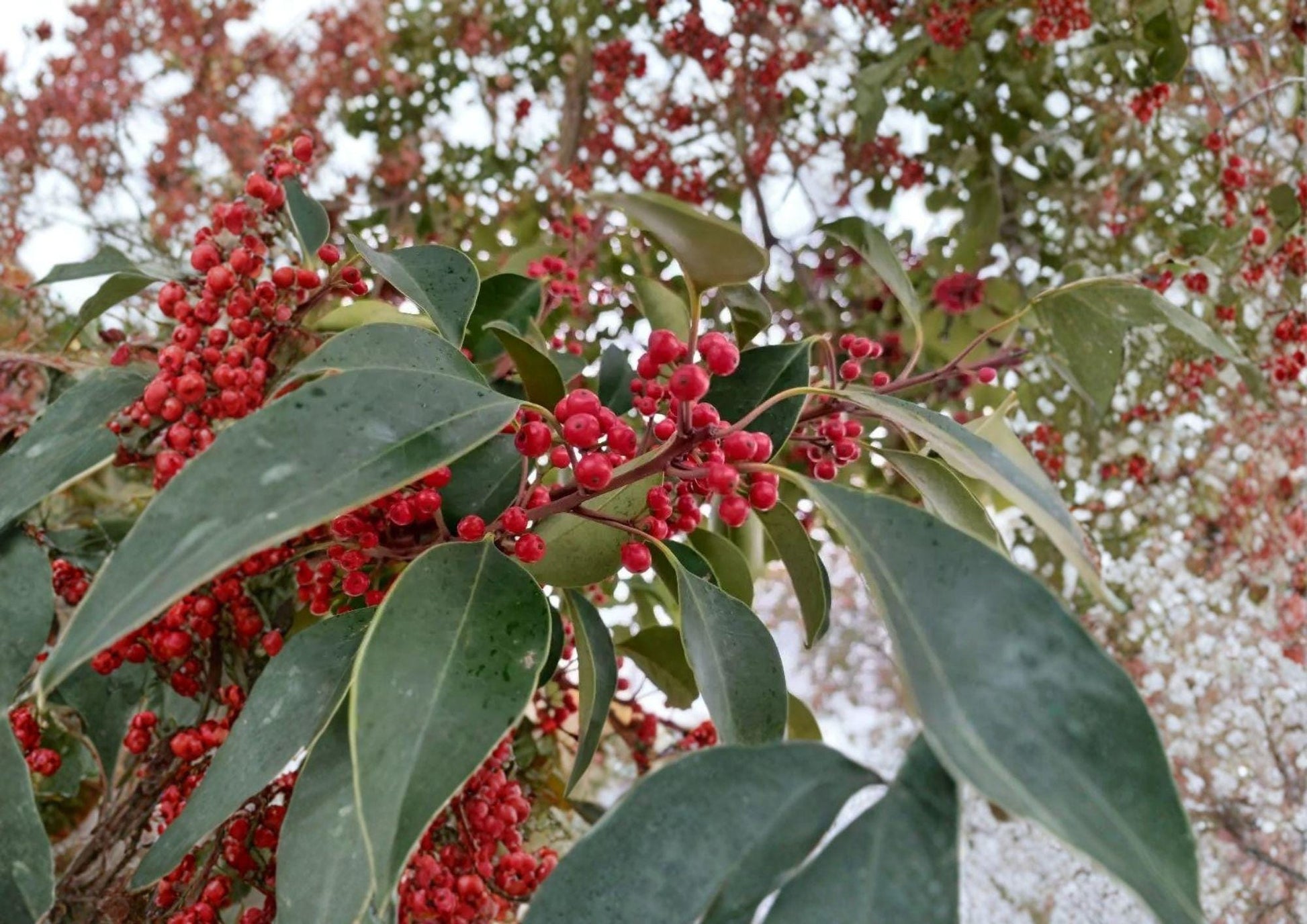 Kurogane Holly Seeds - Ilex Rotunda - Evergreen Tree, Glossy Leaves, Red Berries - Non-GMO