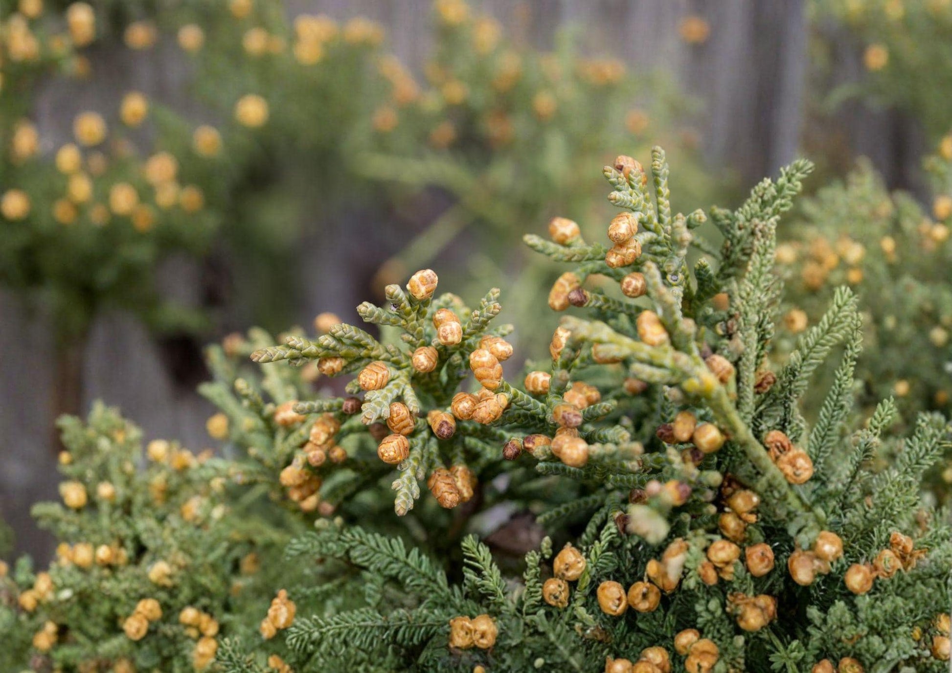 Rocky Mountain Juniper Seeds - Hardy Evergreen Conifer - Blue-Green Foliage - Juniperus scopulorum - Bloom Haven Nursery
