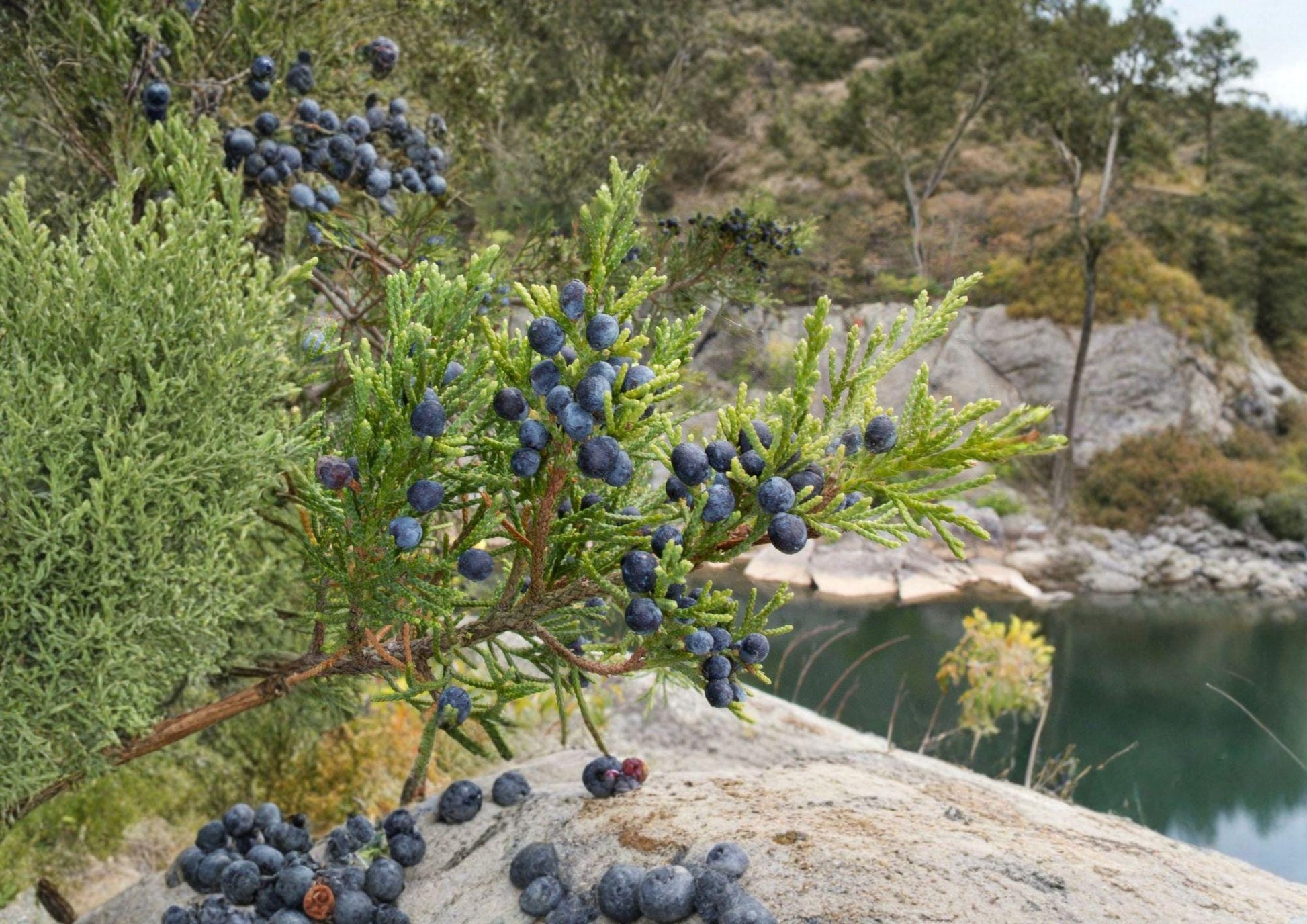 Eastern Red Cedar Seeds - 25 Pack - Hardy Native Evergreen Tree, Aromatic Wood, Wildlife Garden (Juniperus virginiana)