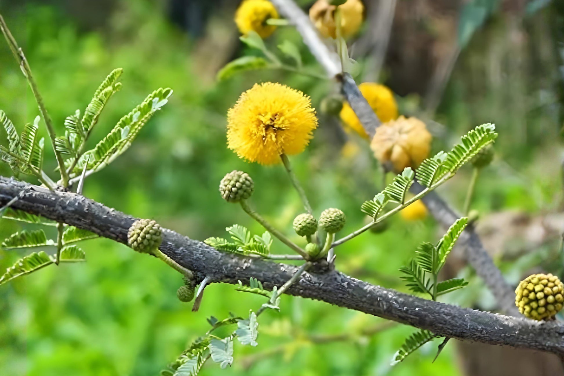 Gum Arabic Tree Seeds (5) | Vachellia nilotica | Fast-growing, drought-tolerant for bonsai & landscaping
