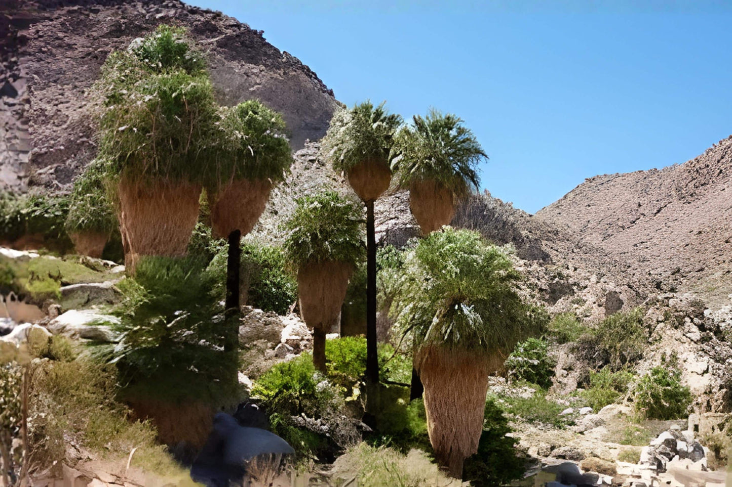 California Fan Palm Seeds (5) - Washingtonia filifera - Drought Tolerant, Iconic Desert Palm for Landscaping or Container Growing