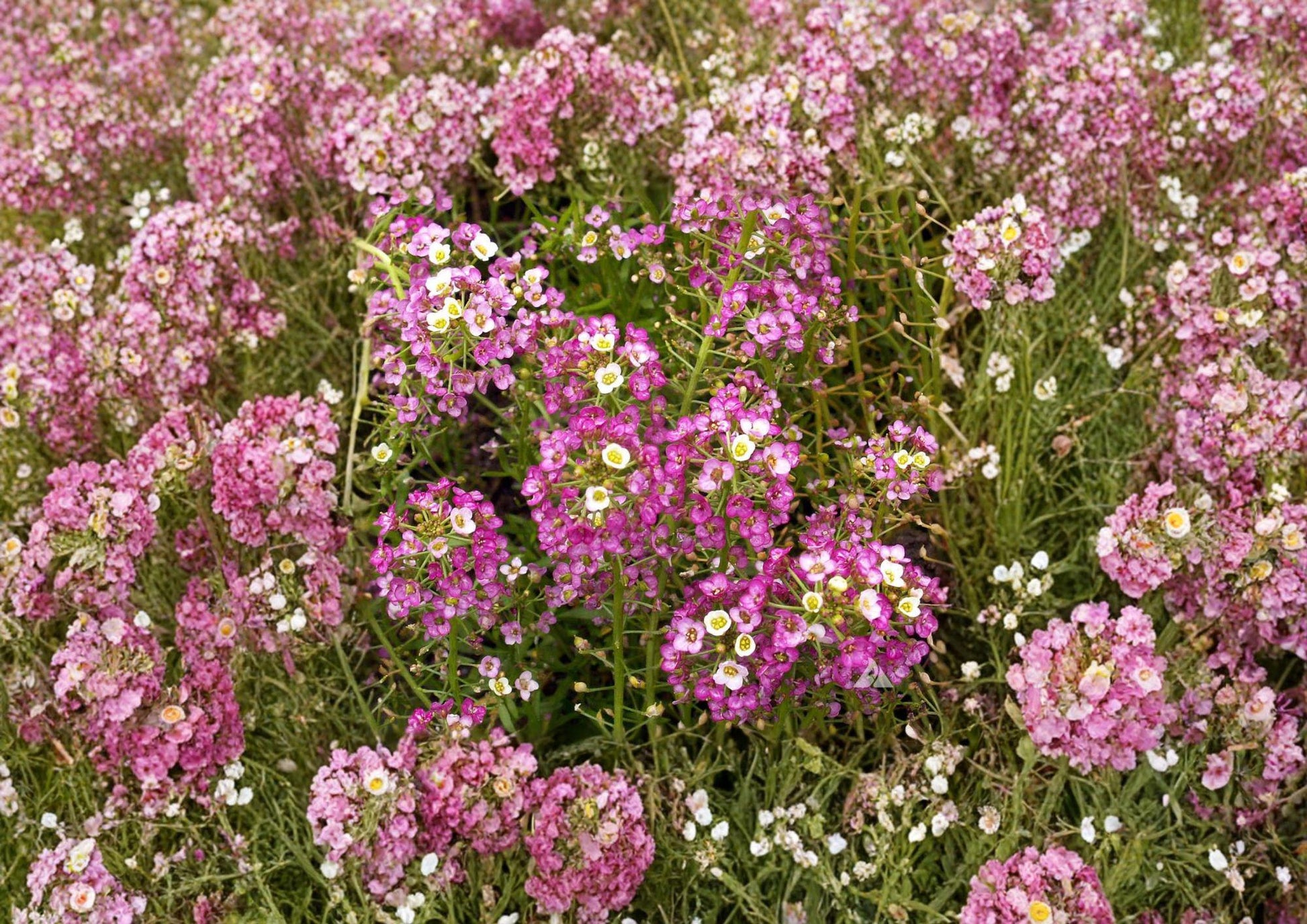 Dwarf Pink Sweet Alyssum Seeds - Fragrant Low Grower for Borders & Containers - Lobularia maritima