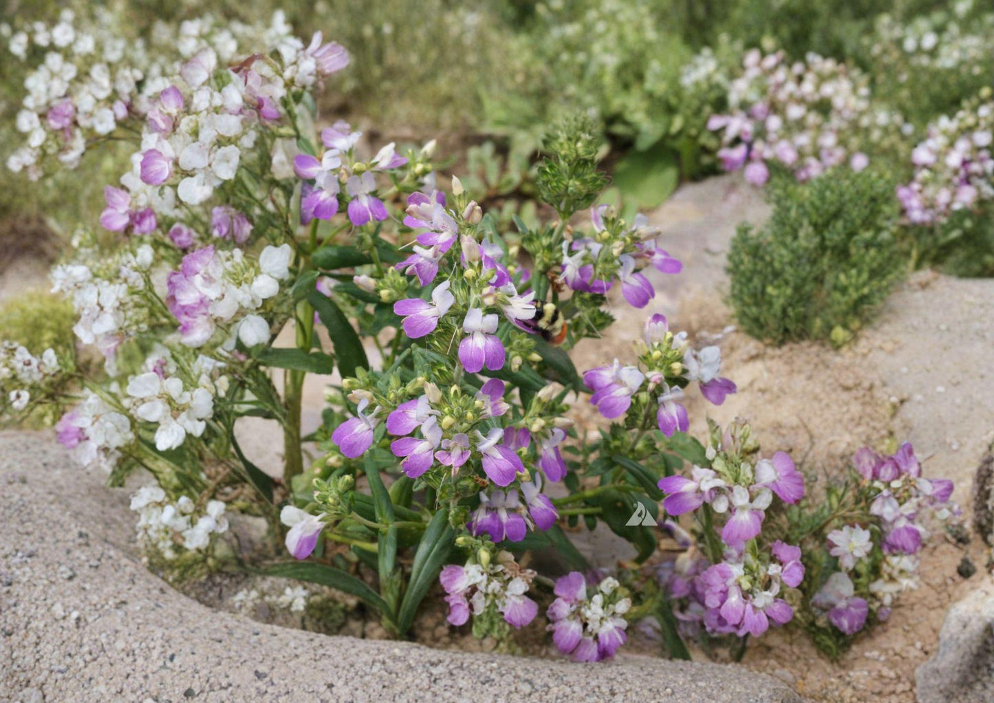 Chinese Houses Wildflower Seeds - Blue and White Spring Blooms - 100 Seeds - Collinsia heterophylla