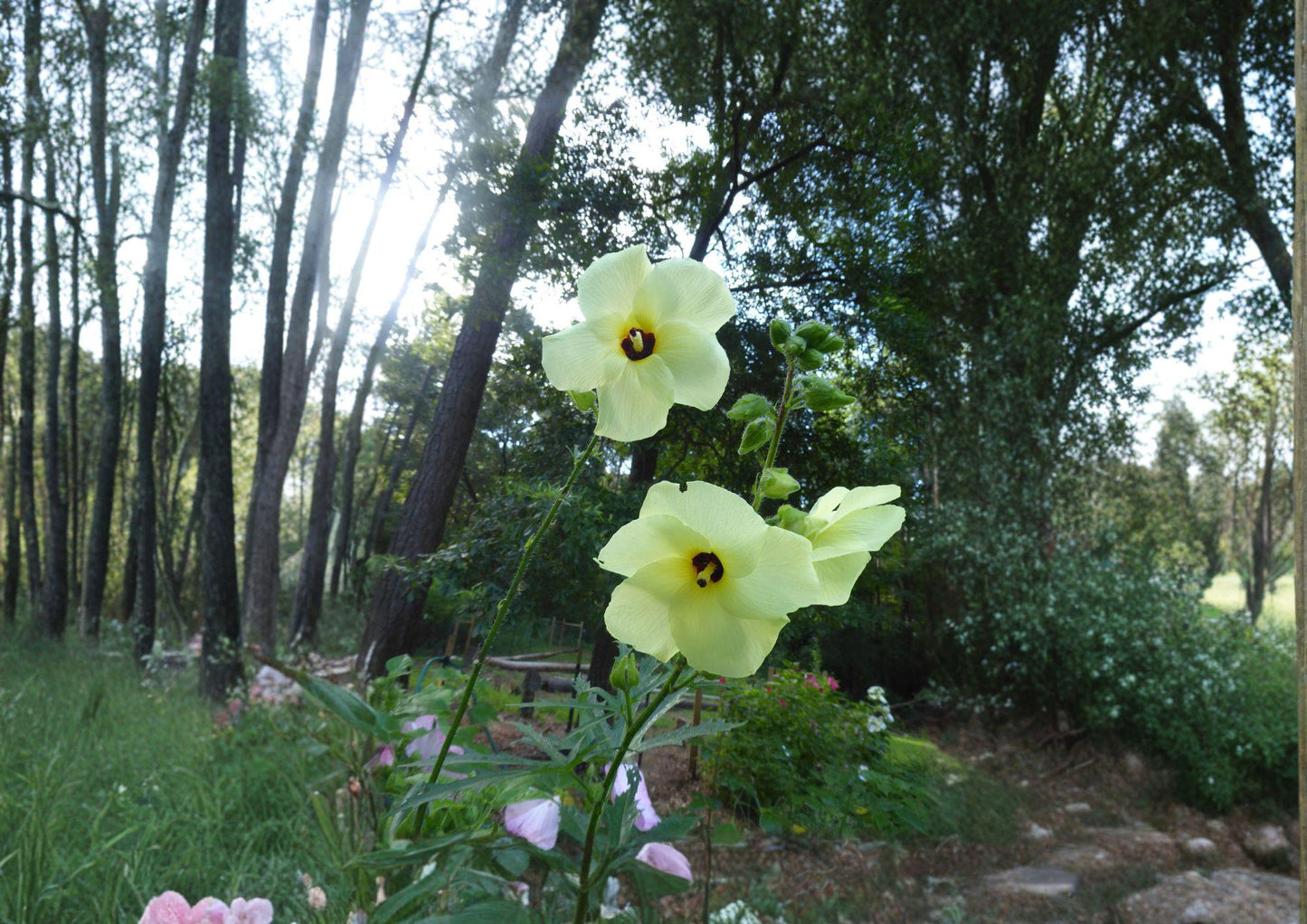 Hardy Yellow Rose of Sharon Seeds - Rare Hibiscus Shrub, Tropical Blooms, Hibiscus syriacus