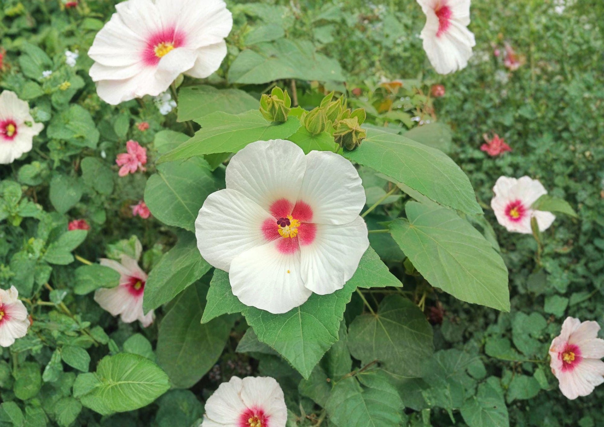 Hibiscus Seeds - Hardy Woolly Rose Mallow, Pink Flowers - Non-GMO (Hibiscus Lasiocarpos)