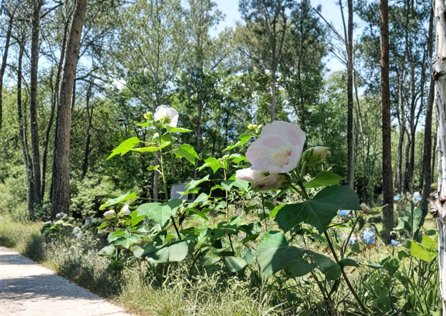 Hibiscus Seeds - 10 Non-GMO Paramutabilis False Confederate Rose - Hardy Shrub with Large Pink Everblooming Flowers